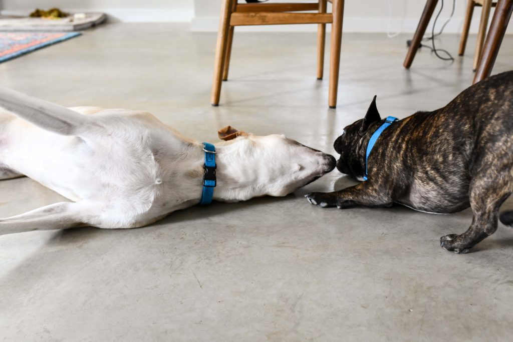 Brandless Dog Collars are the Best Dog Collars on the Market Right Now