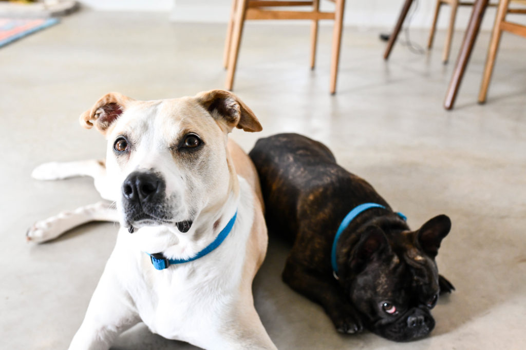 Brandless Dog Collars are the Best Dog Collars on the Market Right Now