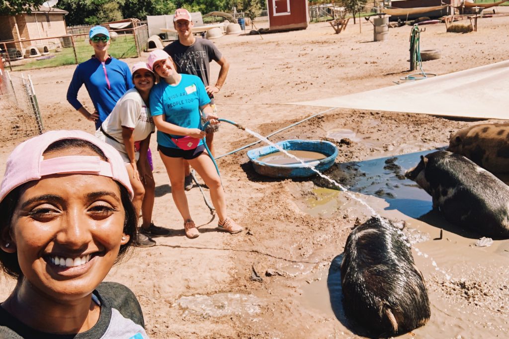 Volunteering with Central Texas Pig Rescue and Why Generosity Breeds Optimism