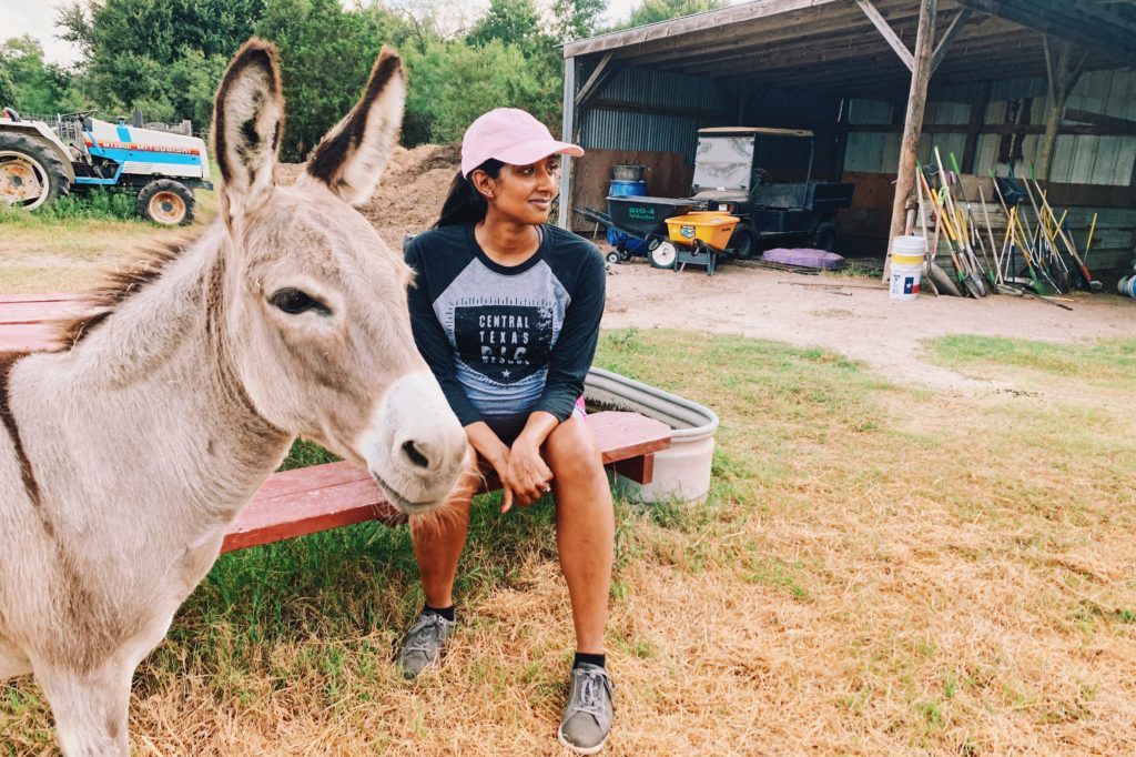 Volunteering with Central Texas Pig Rescue and Why Generosity Breeds Optimism