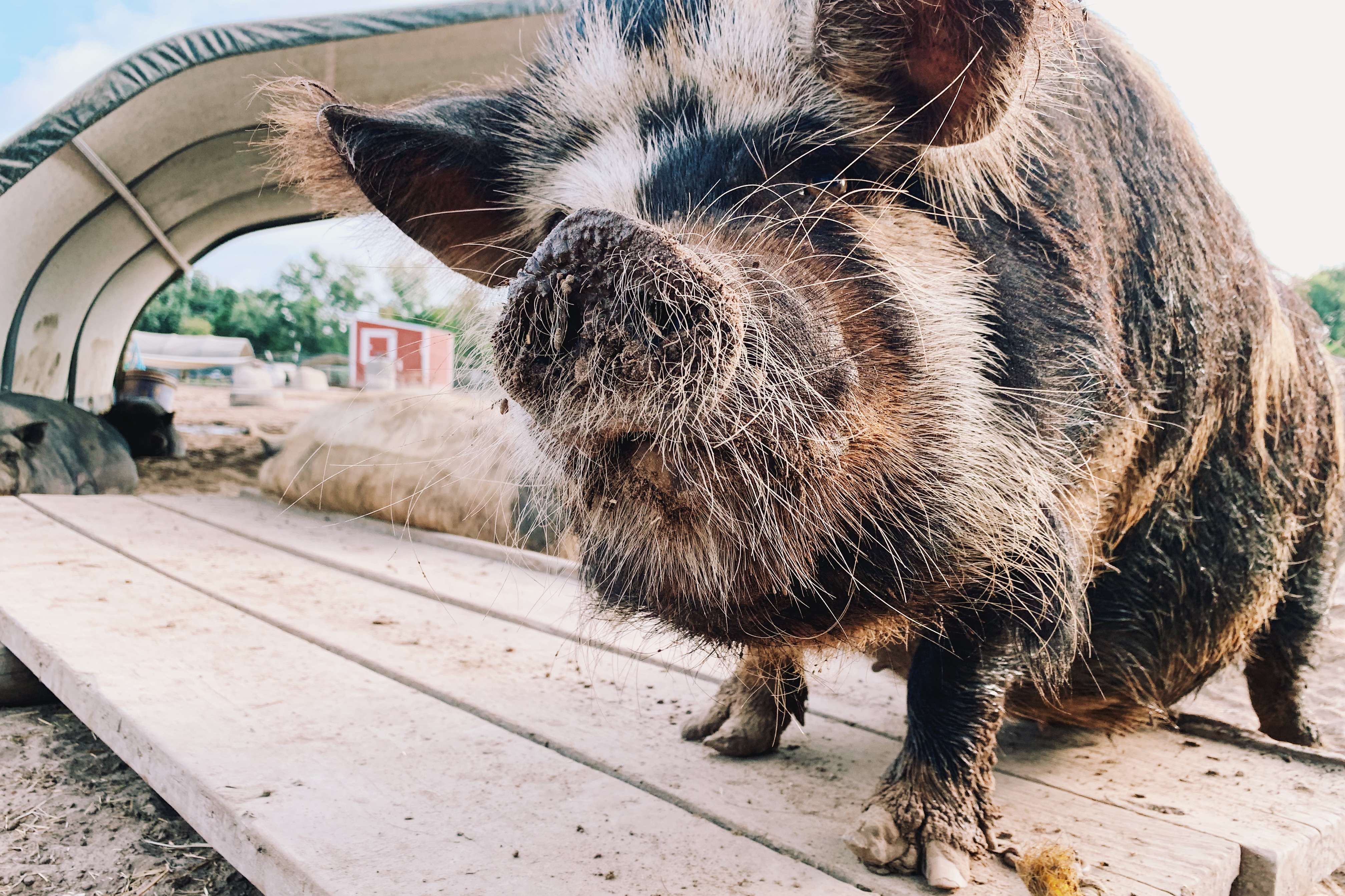 Volunteering with Central Texas Pig Rescue and Why Generosity Breeds Optimism