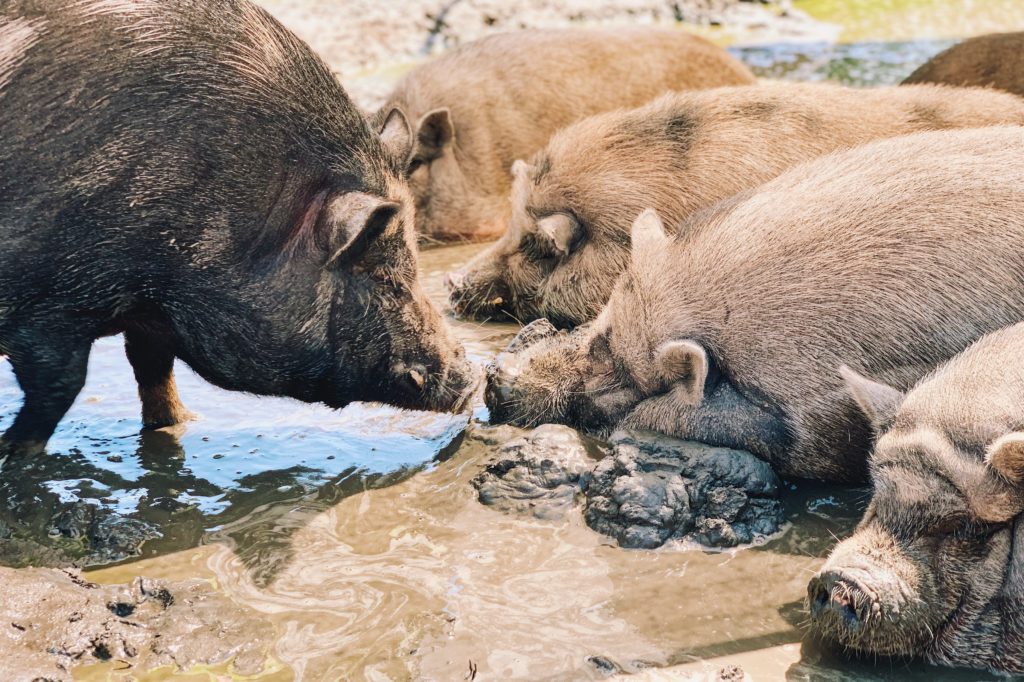 #OptForOptimism thehonestShruth Frost Bank