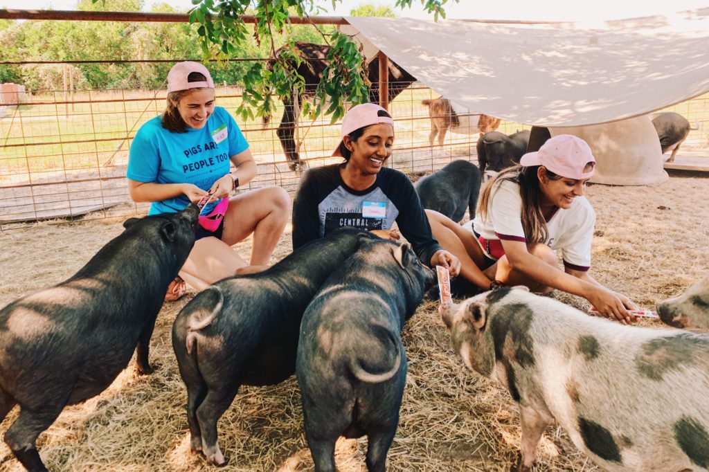 Volunteering with Central Texas Pig Rescue and Why Generosity Breeds Optimism