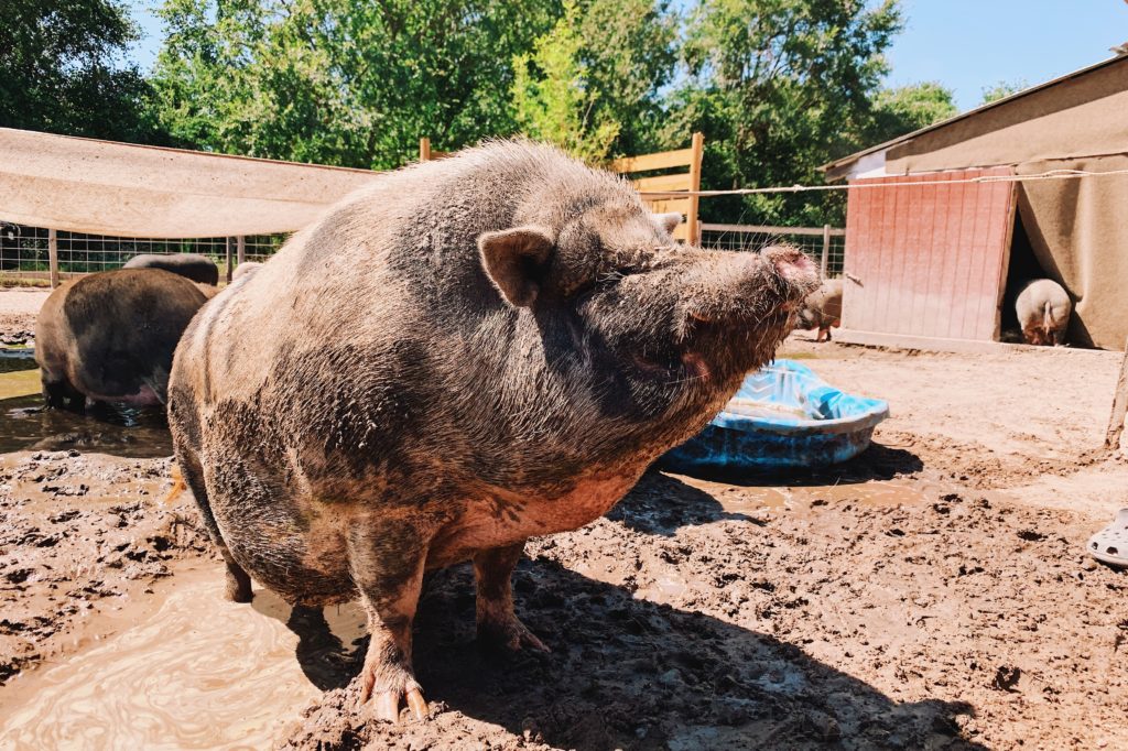 Volunteering with Central Texas Pig Rescue and Why Generosity Breeds Optimism