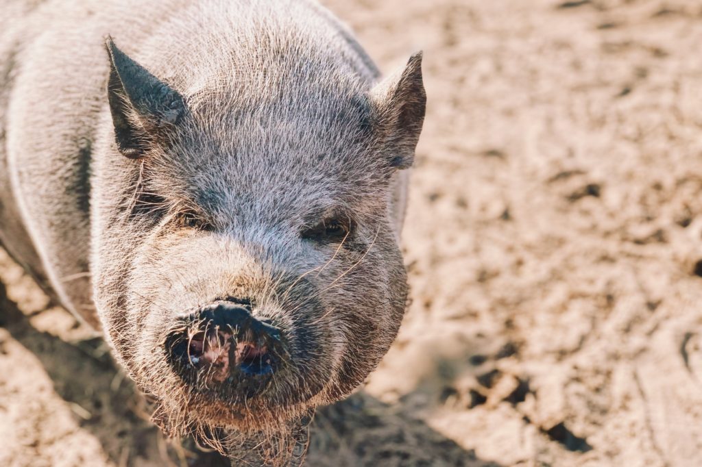 Volunteering with Central Texas Pig Rescue and Why Generosity Breeds Optimism