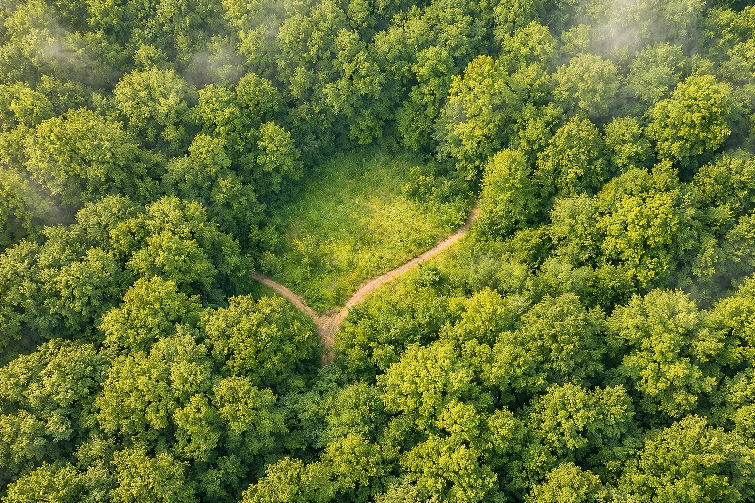 Aerial view of London Ontario forest canopy