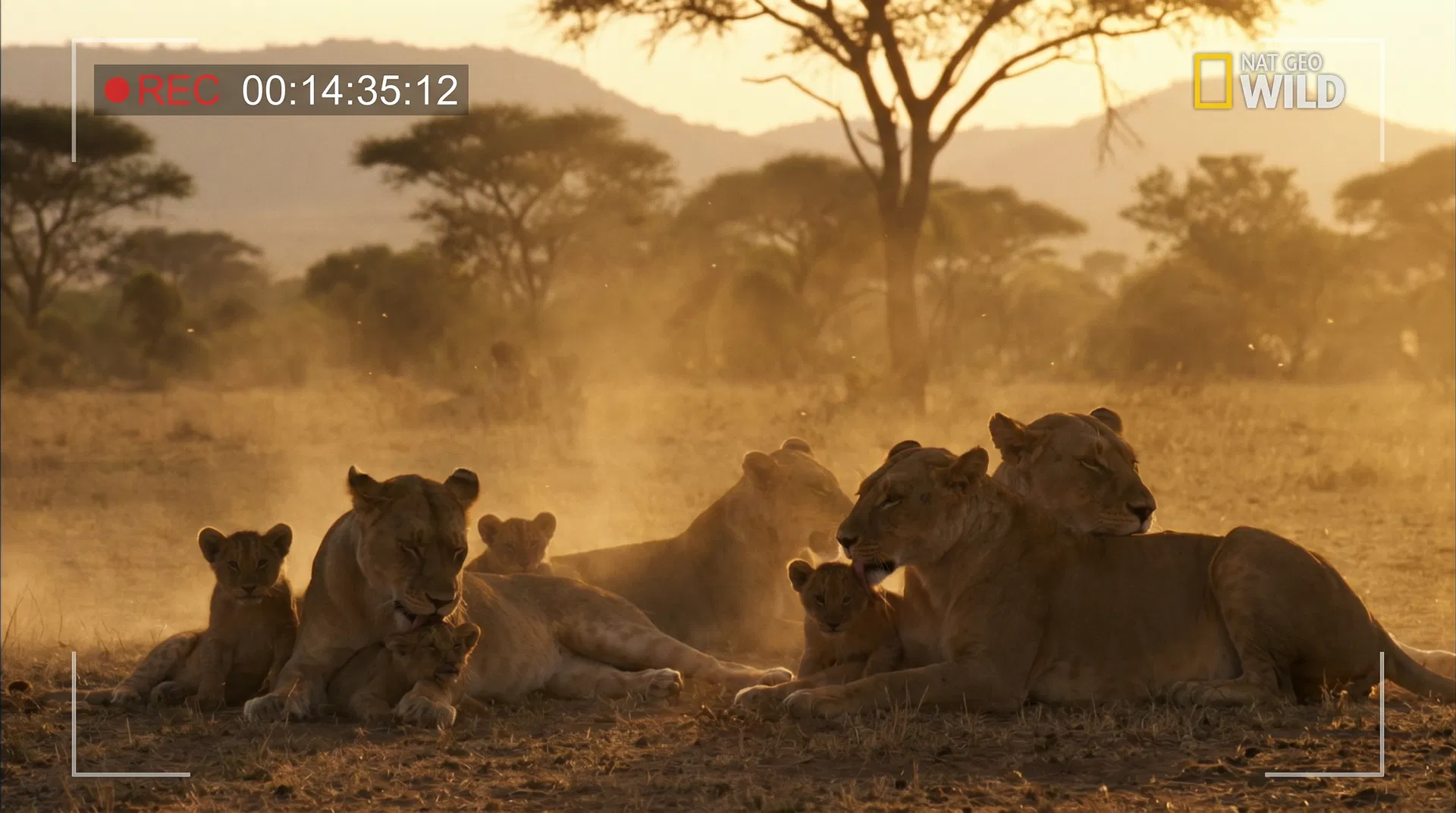 Nature Documentary