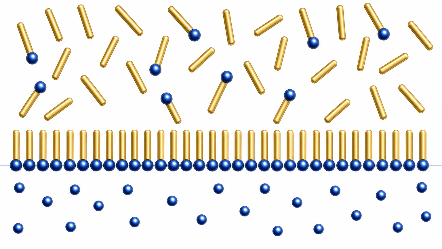 Surfactant molecules self-assembling at an oil-water interface