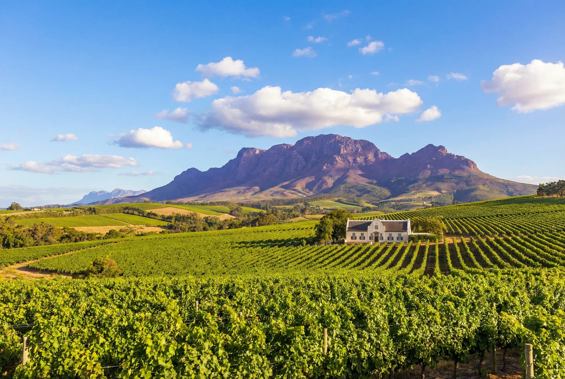 Cape Wine Company
