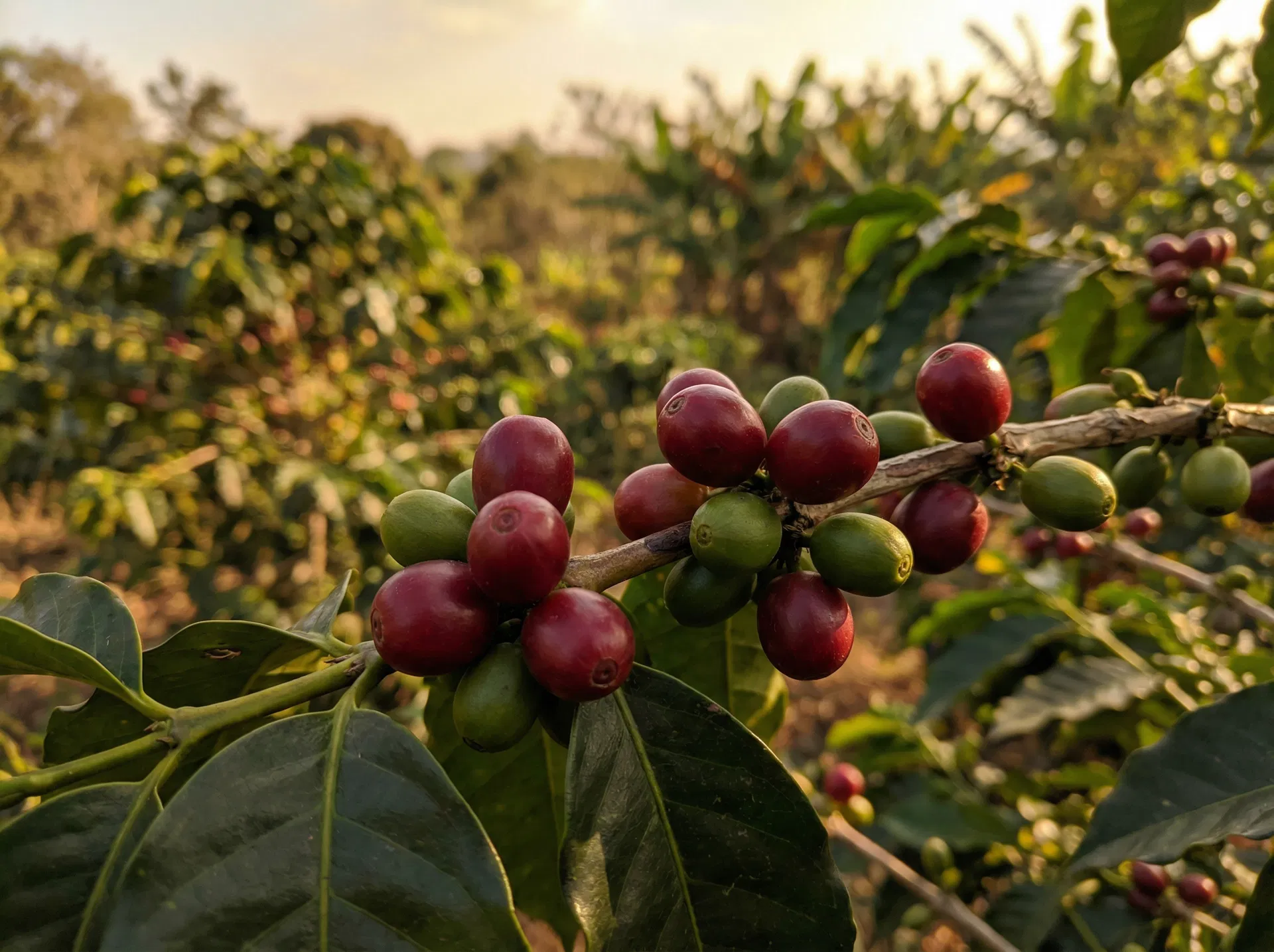 Coffee Cherries