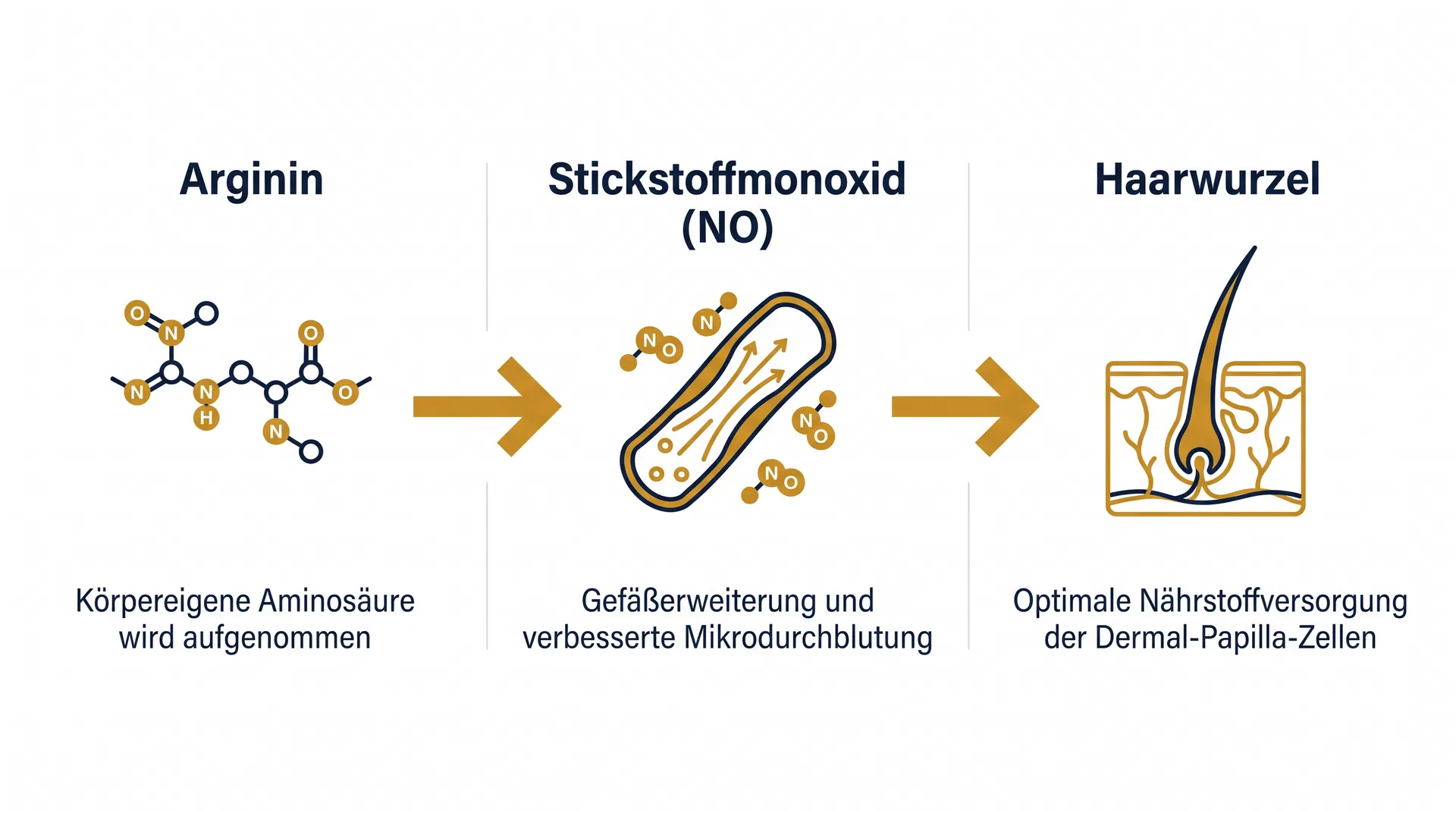 Arginin Wirkungskette: Aminosäure → NO → Haarwurzel