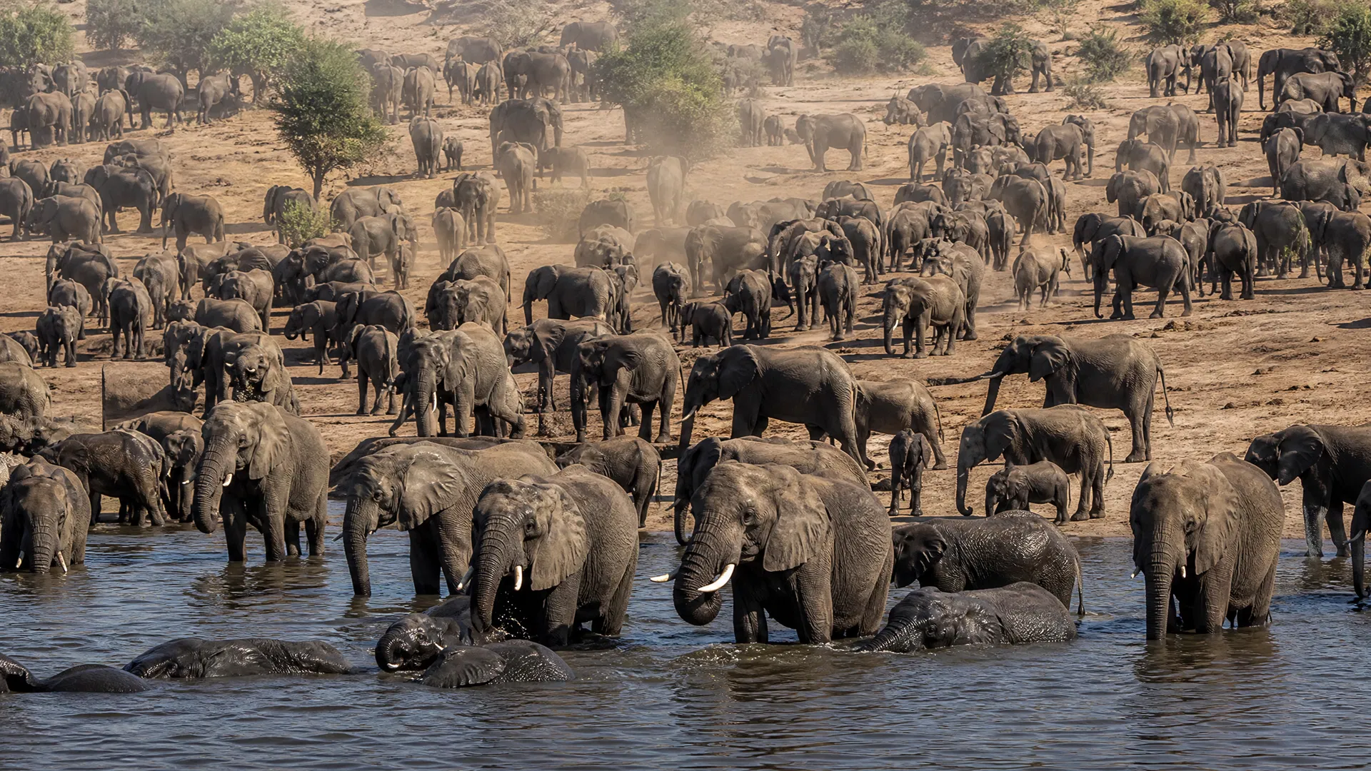 Chobe National Park: Africa's largest elephant population