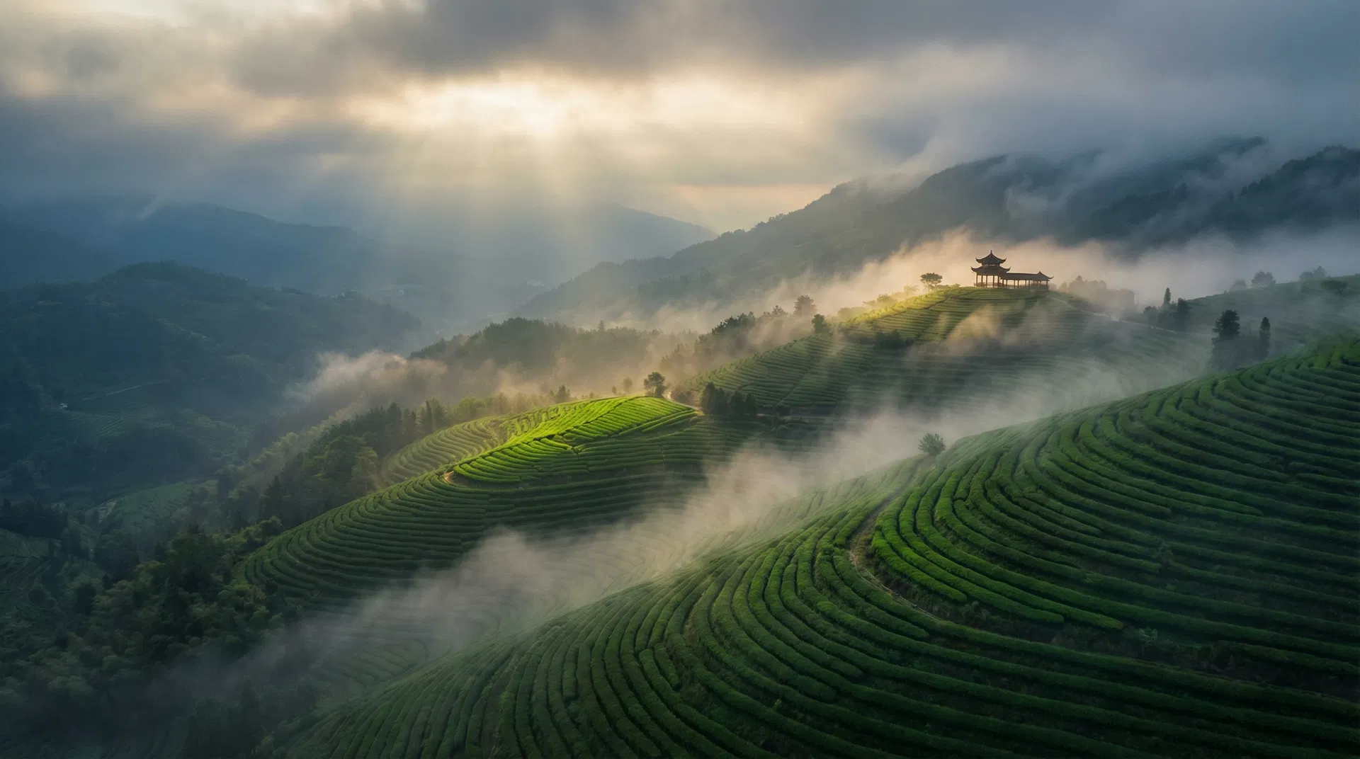 Misty mountain tea plantation at dawn