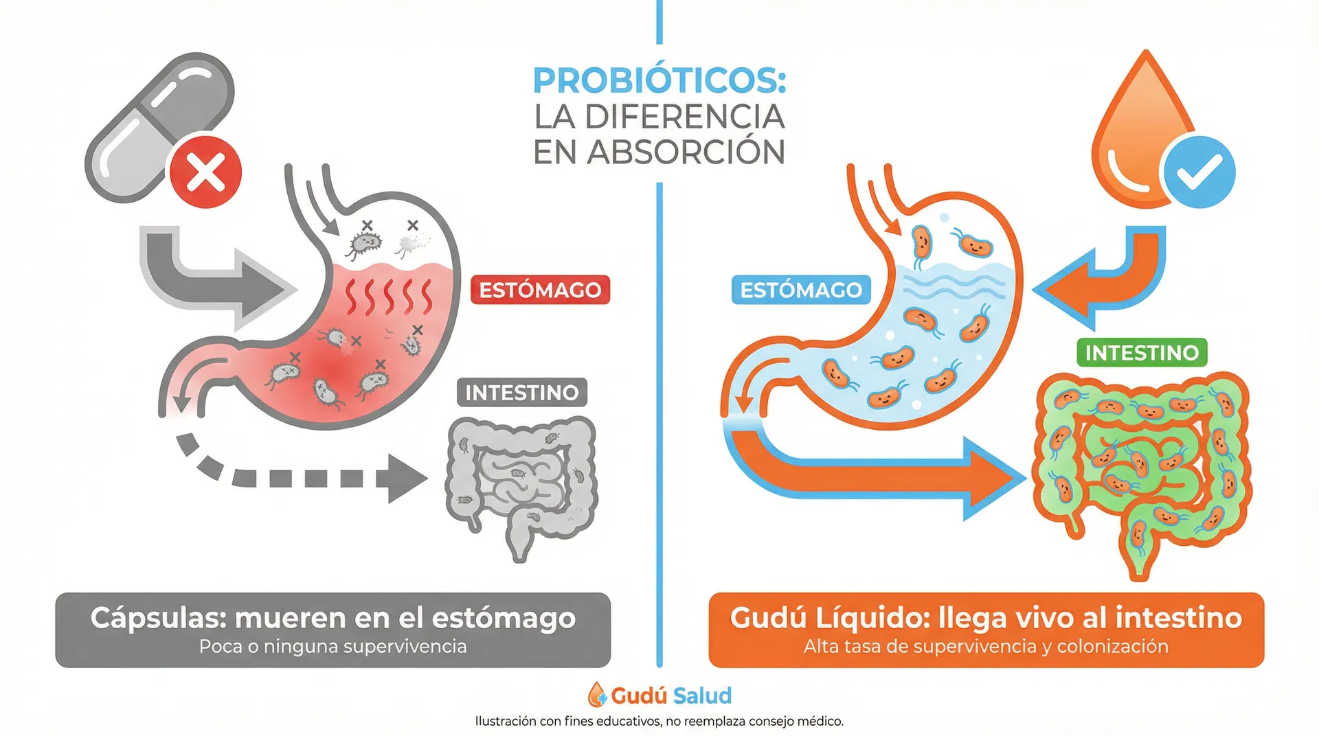 Diferencia entre probióticos líquidos y en cápsulas