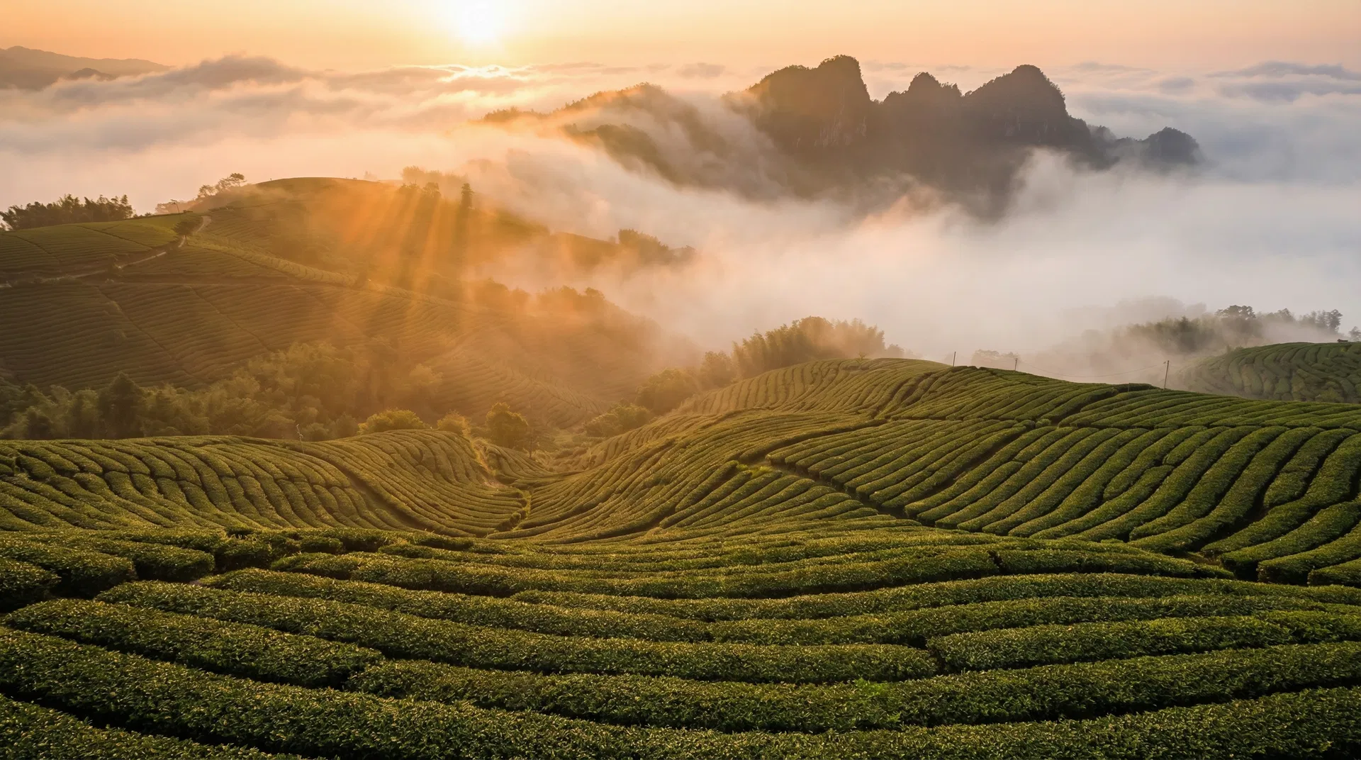 阿里山瑞峰茶園晨光