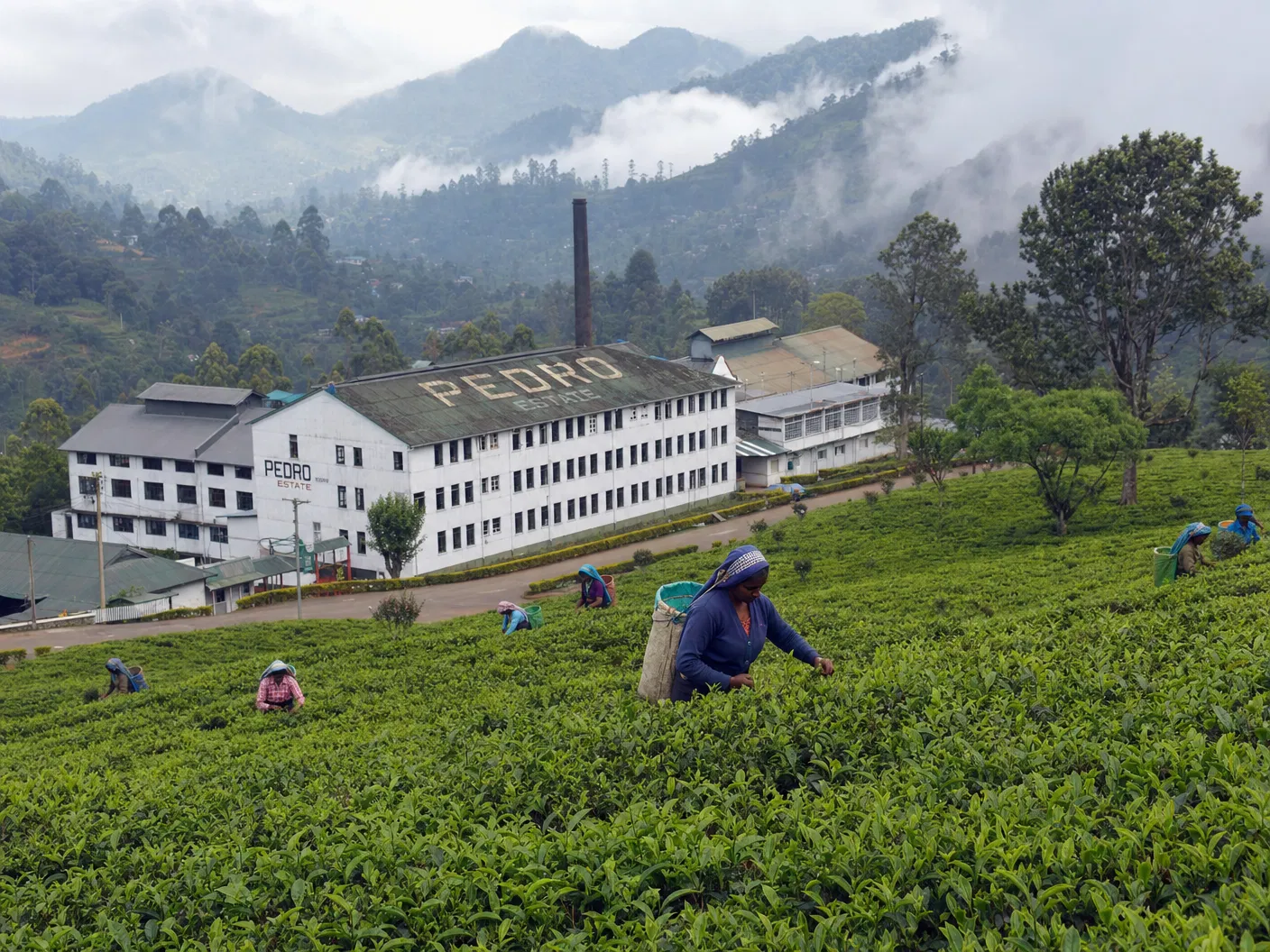 ペドロ茶園（Pedro Tea Estate）