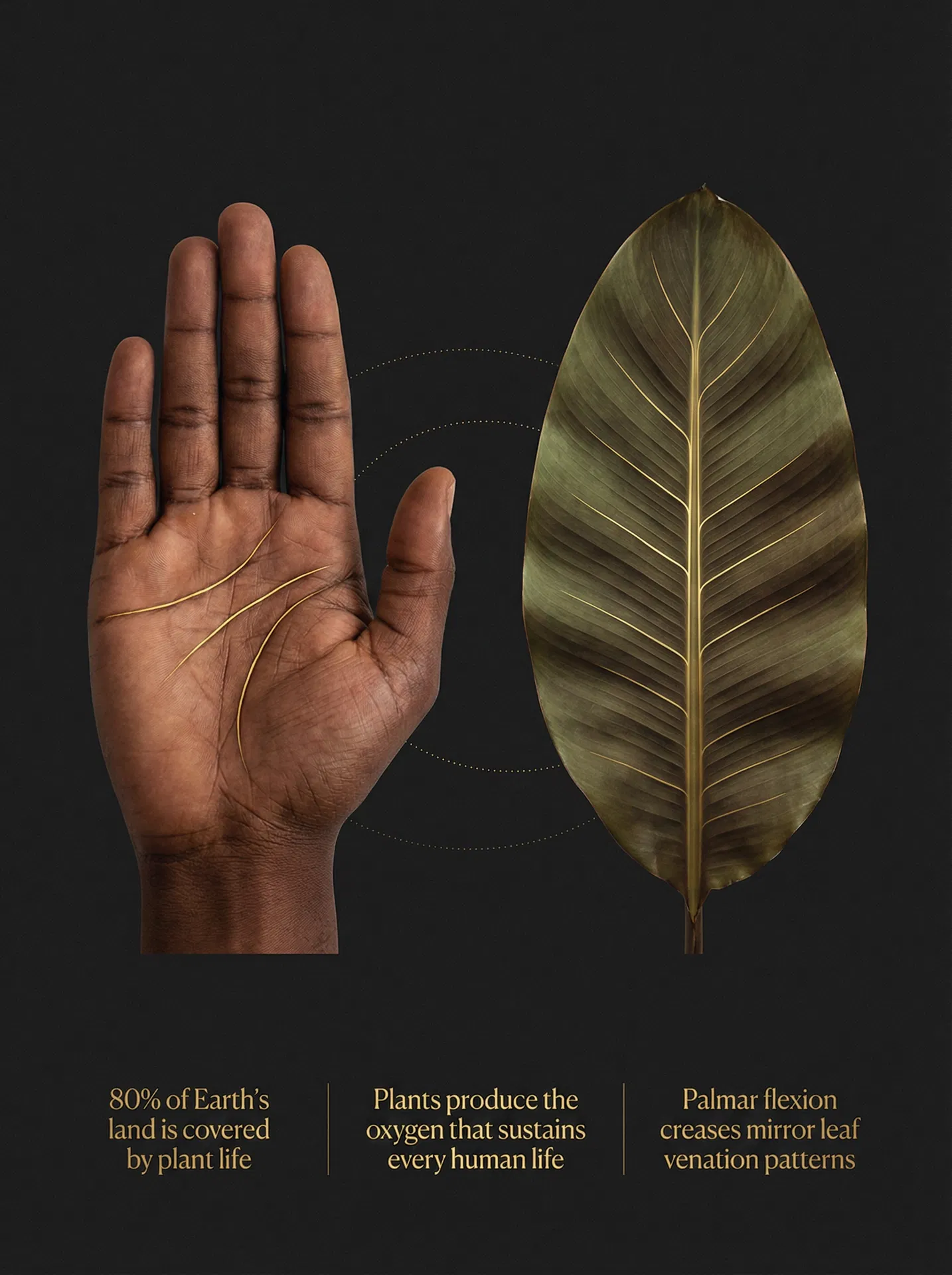 Infographic showing the parallel between human palmar flexion creases and leaf venation patterns — illustrating why leaves are the chosen artistic medium