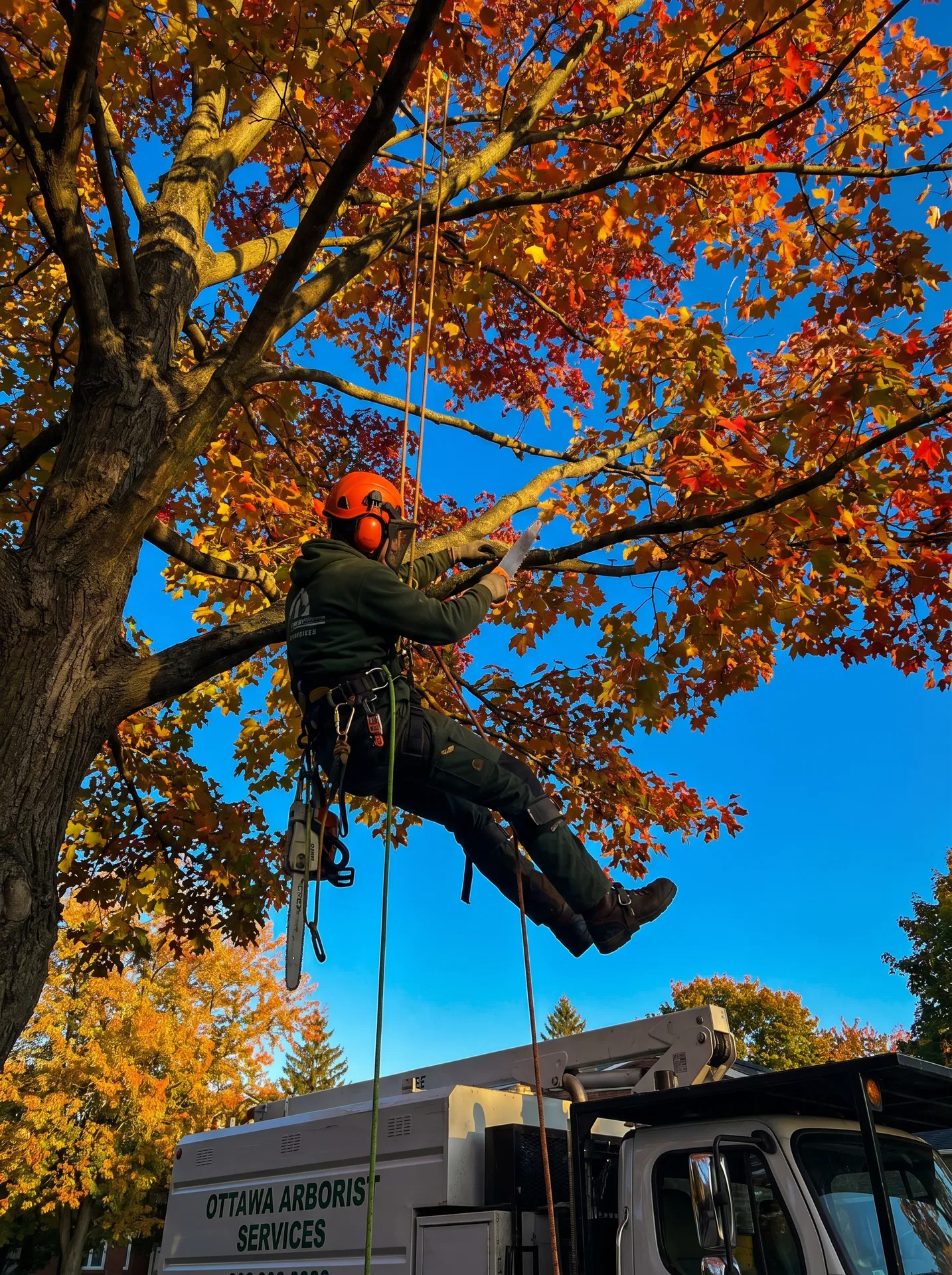 Tree Care & Pruning