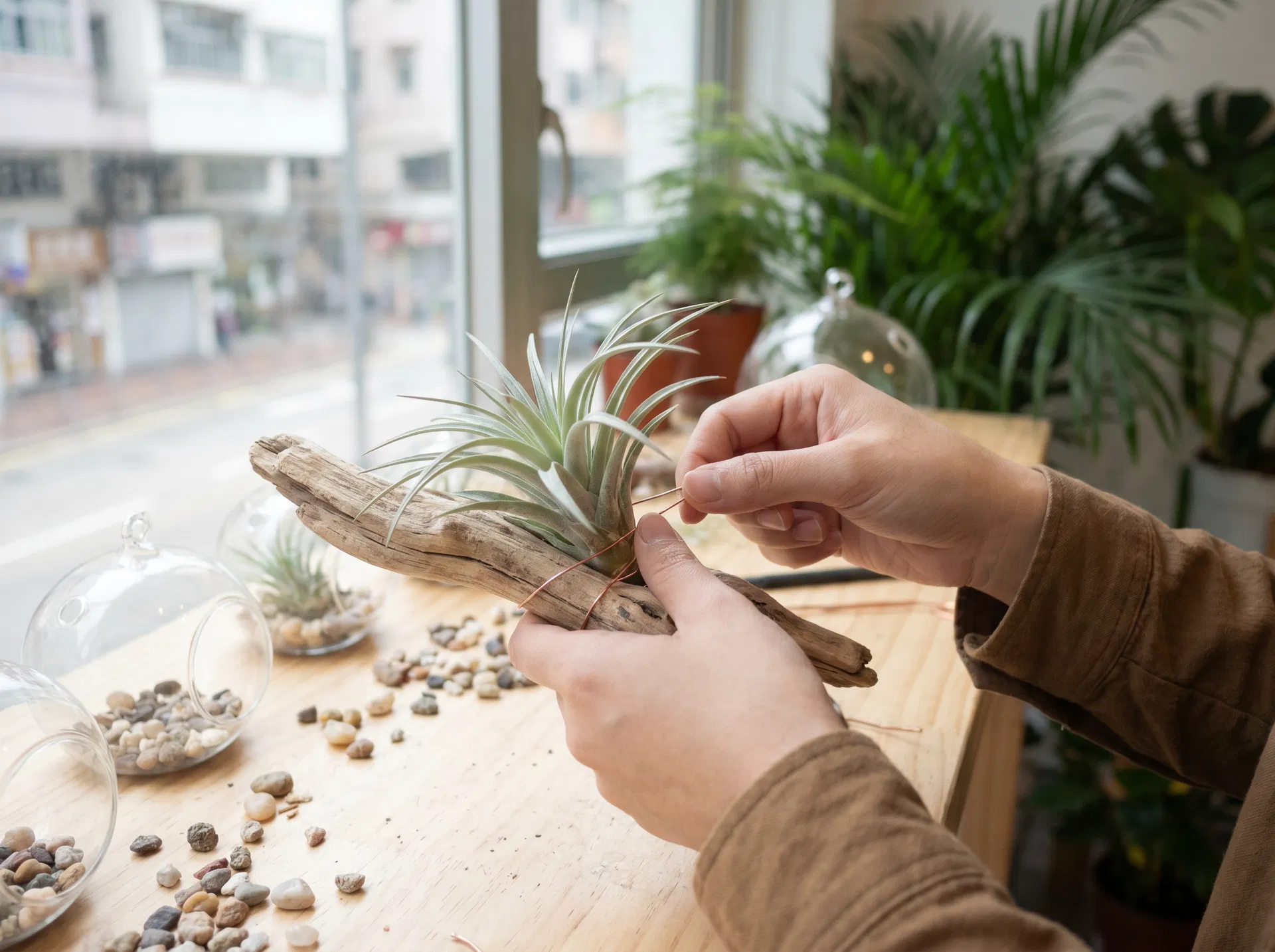 空氣鳳梨工作坊 精選系列|tillandsia × 香港藝術創意教育