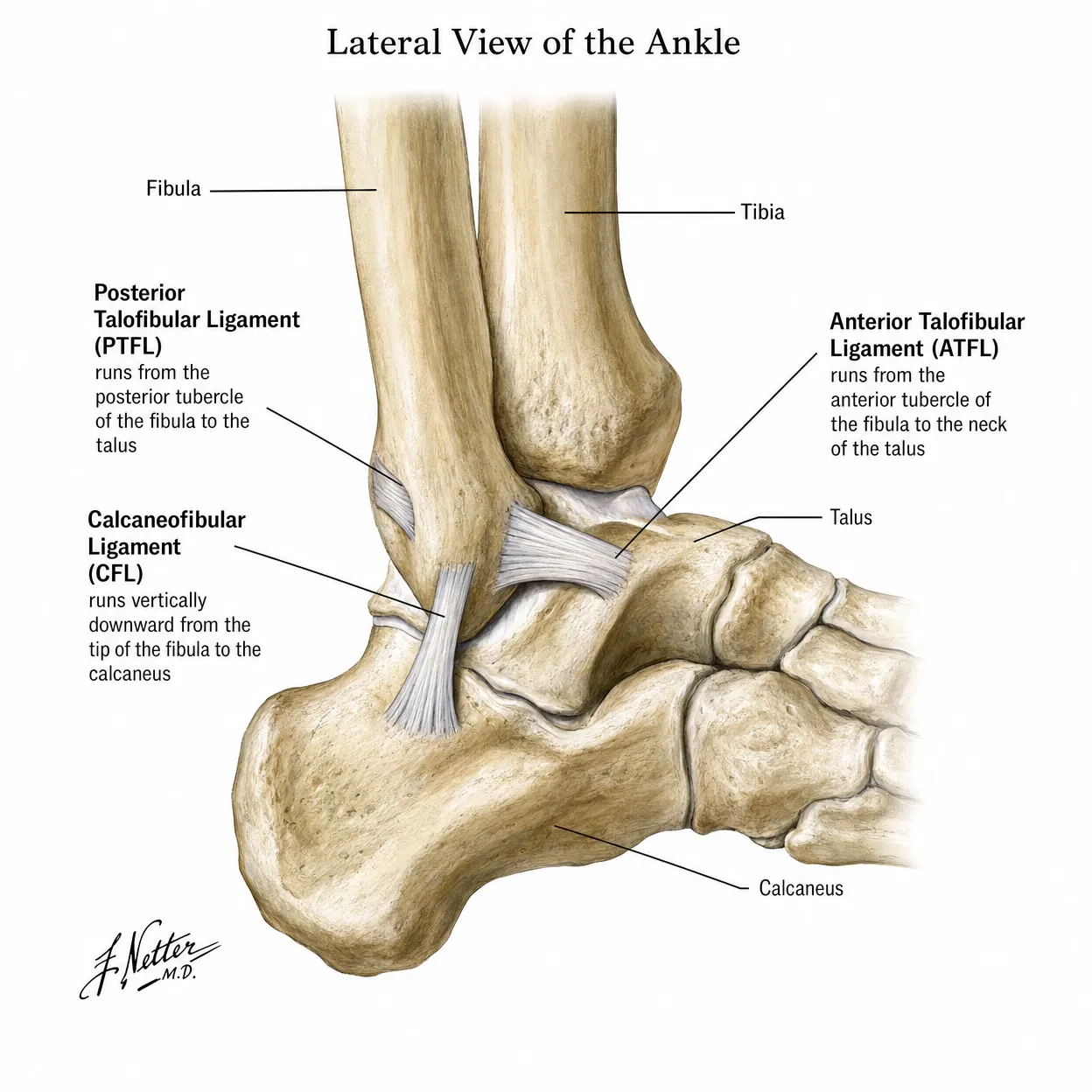 Ankle anatomy diagram with labeled ligaments