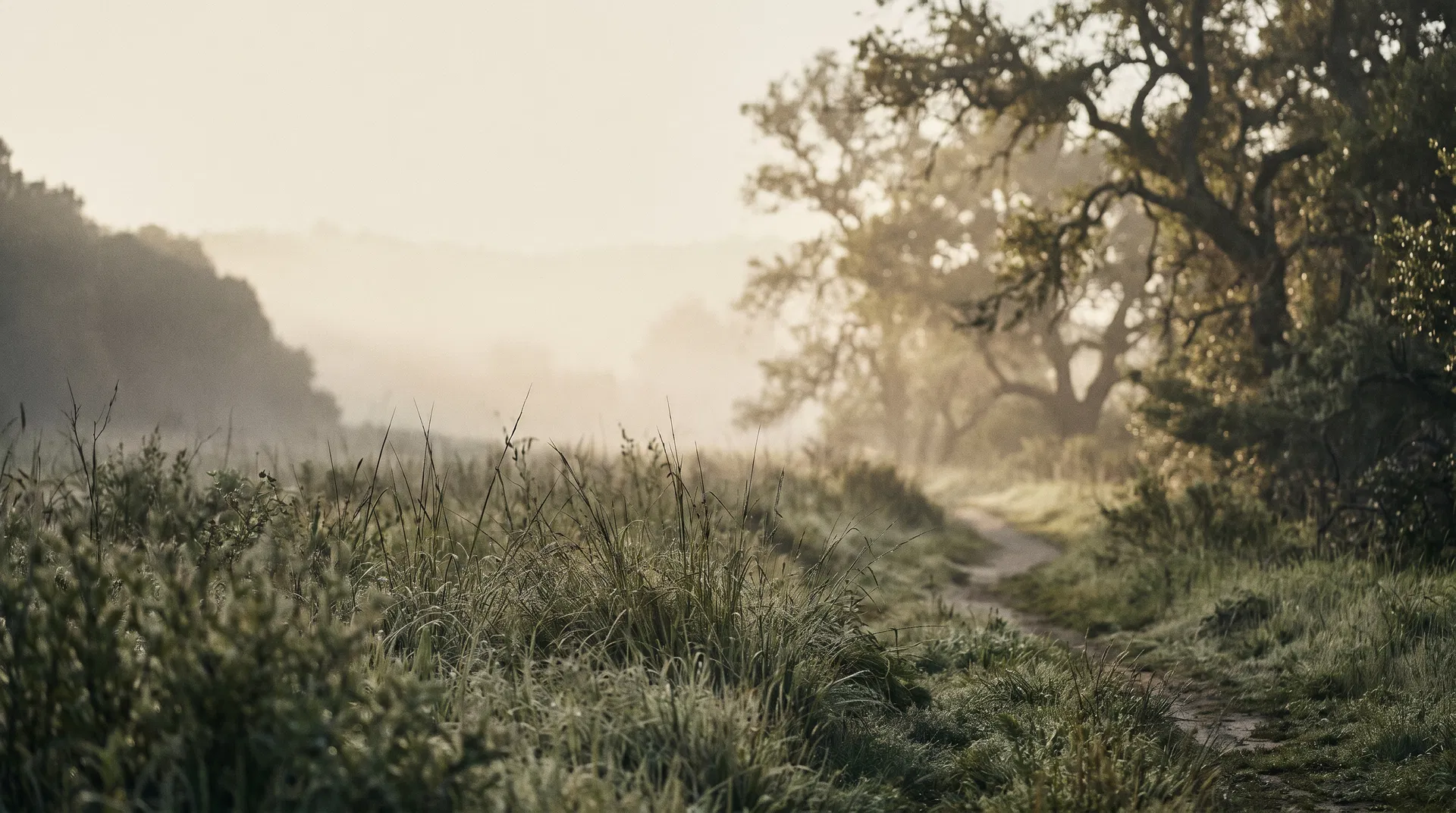 A quiet natural path through soft morning mist