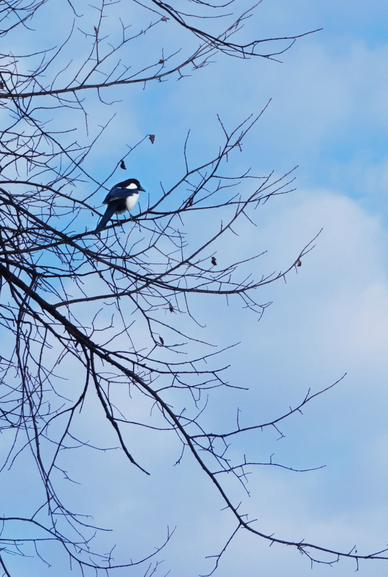 Emily Albert — Animals photographer & videographer work