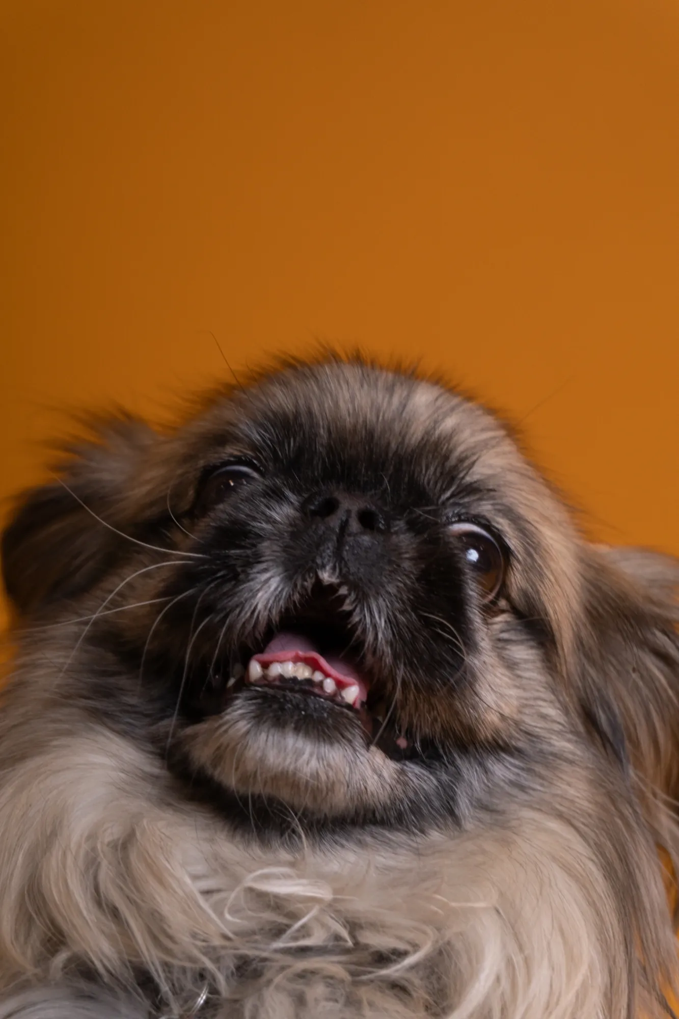 Emily Albert — Animals photographer & videographer work