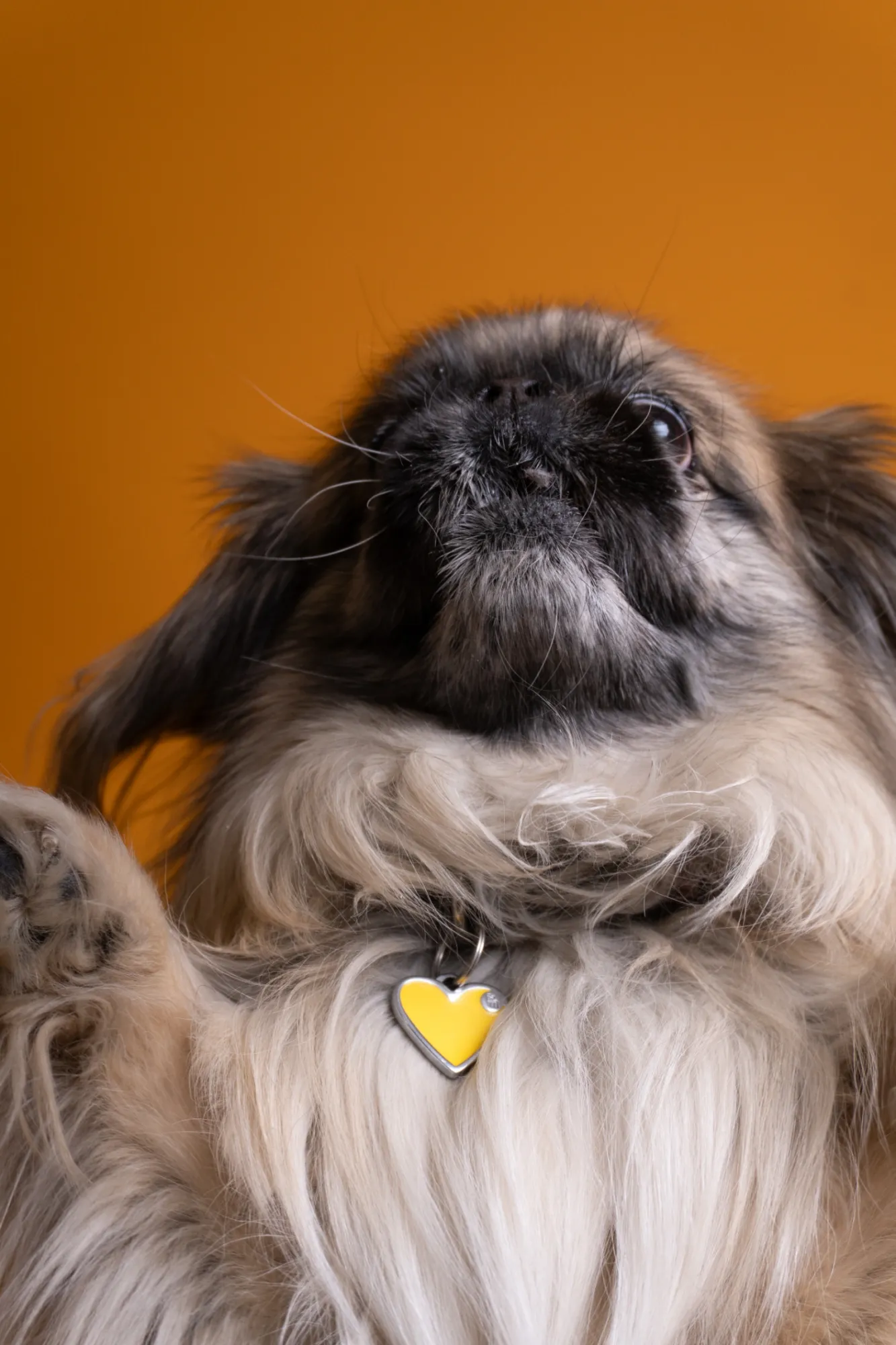 Emily Albert — Animals photographer & videographer work