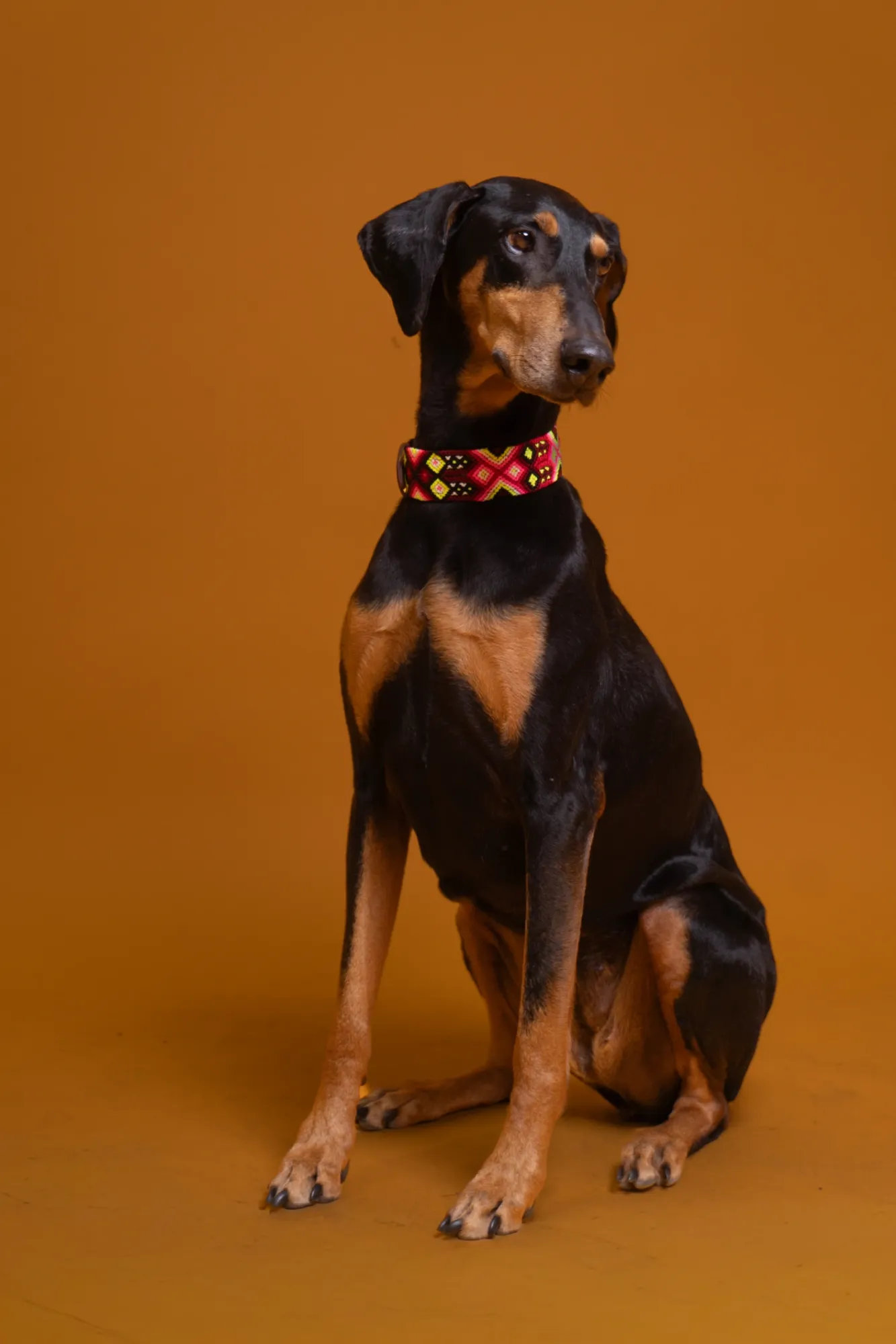Emily Albert — Animals photographer & videographer work