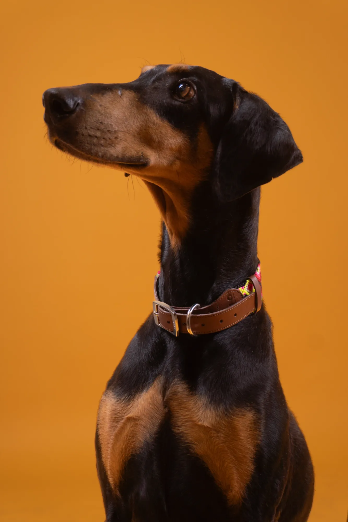 Emily Albert — Animals photographer & videographer work