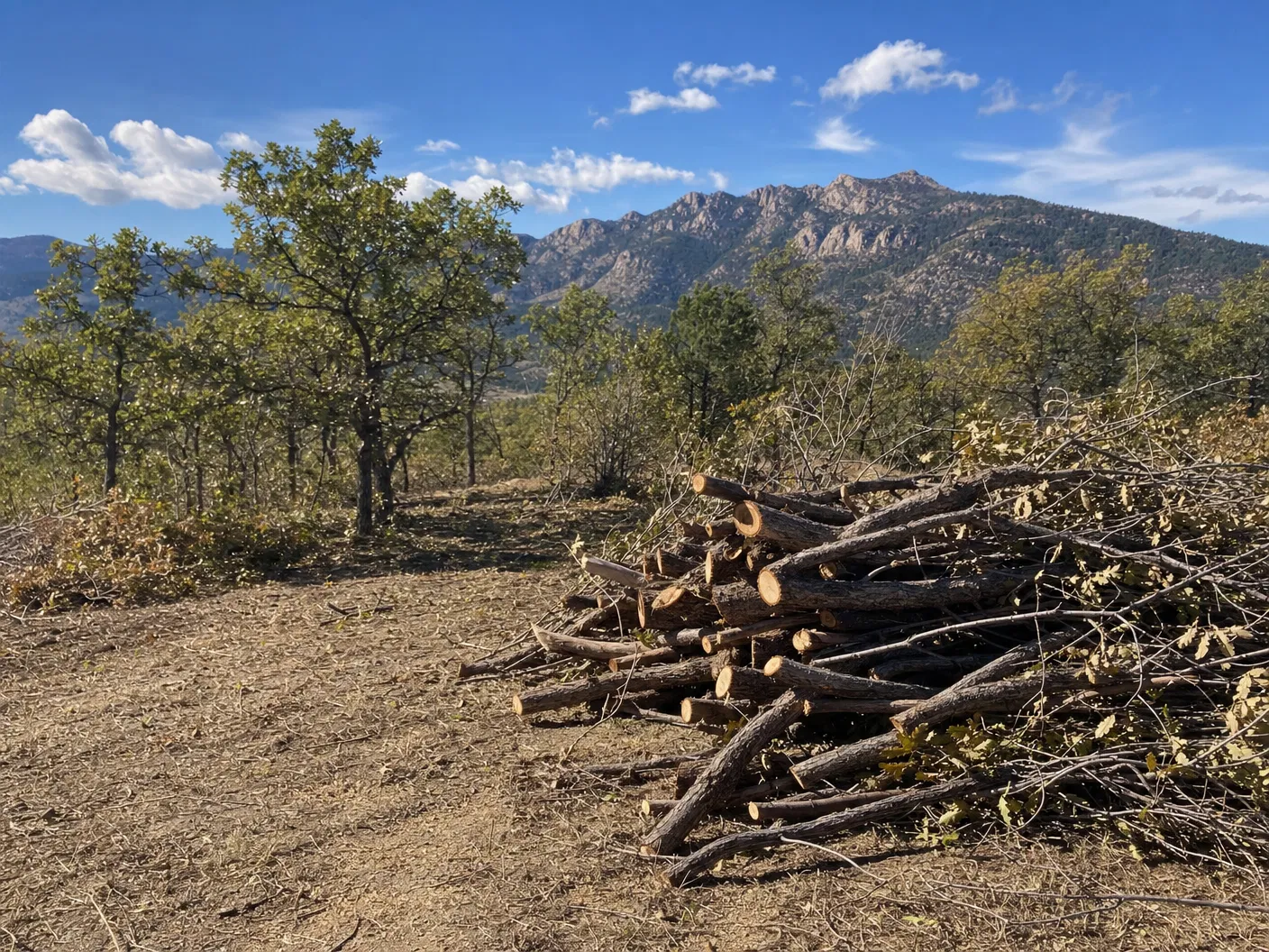 Scrub Oak Removal