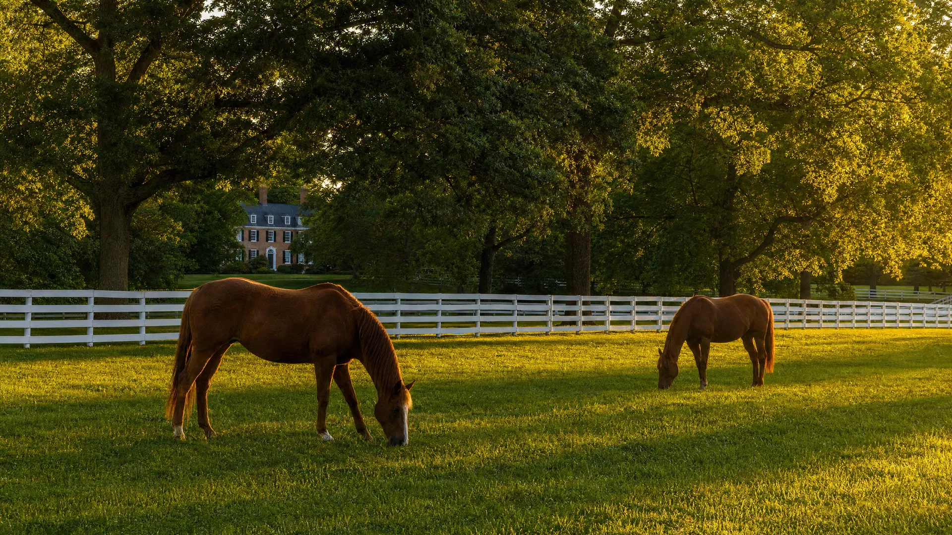 Horses grazing in Croom, Maryland
