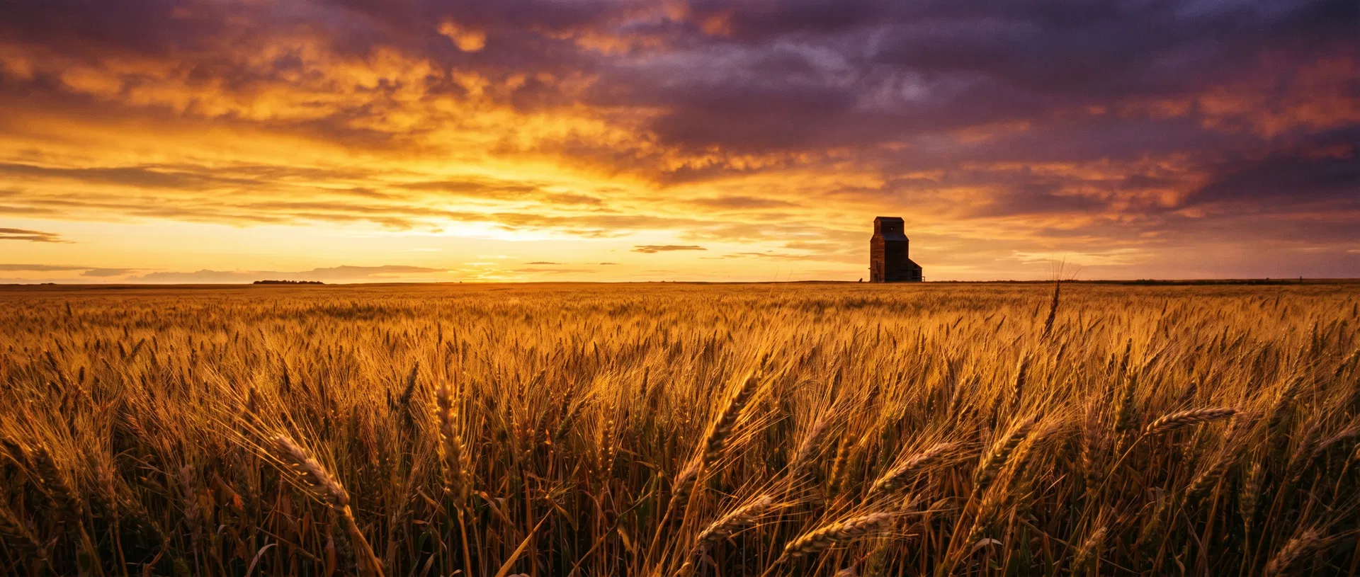 Saskatchewan prairie sunset over wheat field