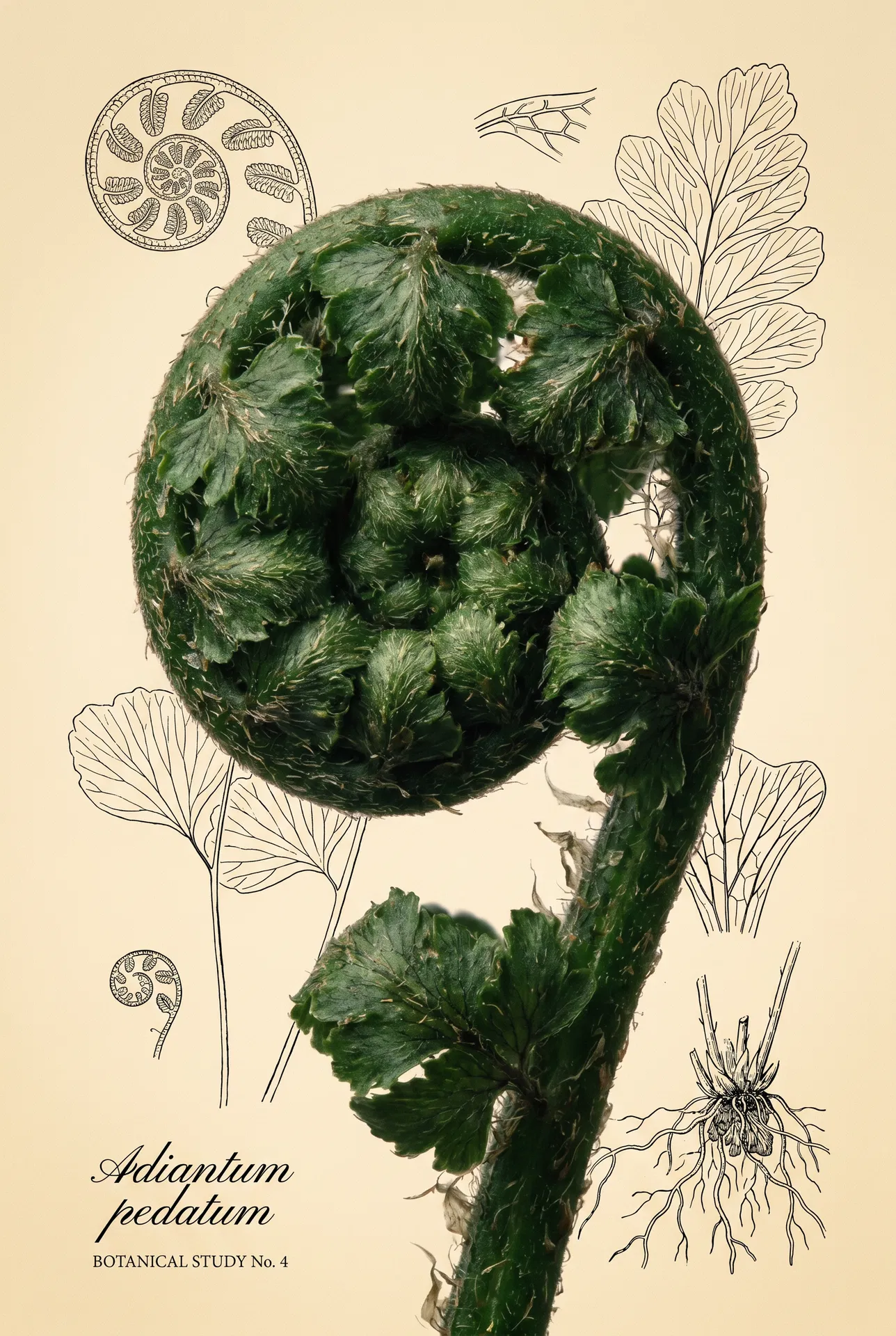 Botanical fern study with scientific illustrations