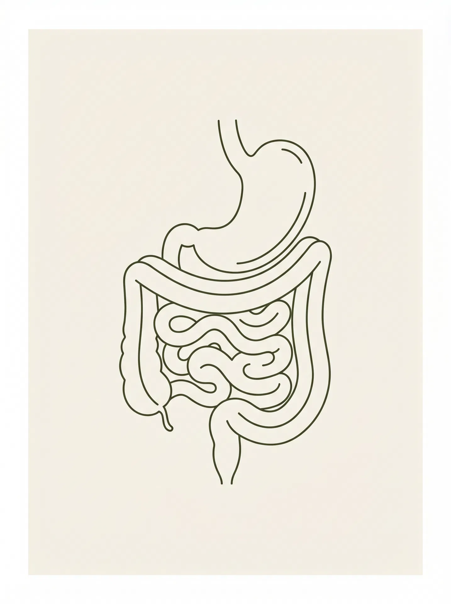 Digestive system illustration