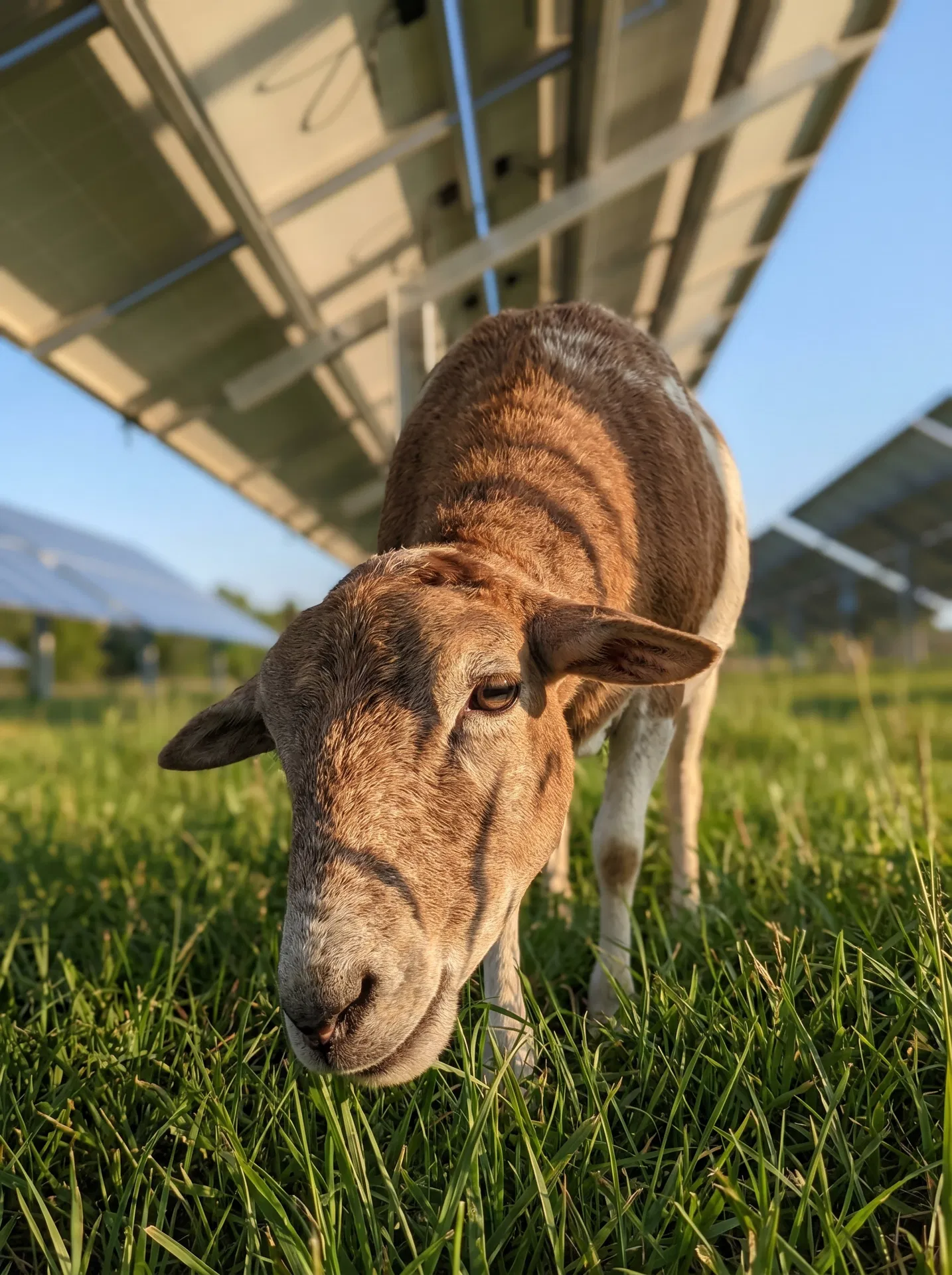 Pasture-raised Katahdin sheep on regenerative ranch