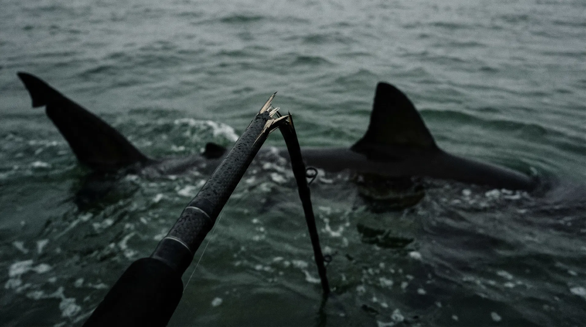 Reeling in a Shark with a Broken Rod!!