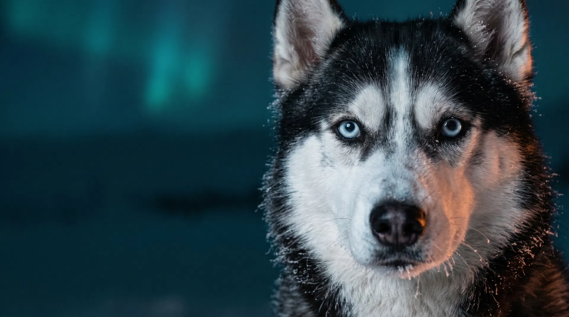 Siberian Husky cinematic portrait