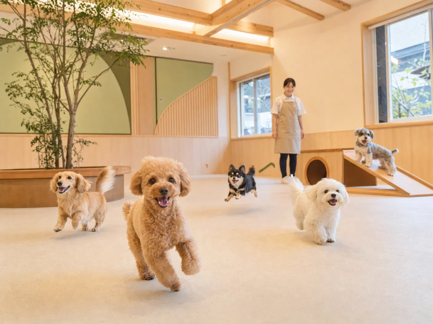 屋内ドッグランで遊ぶ犬たち