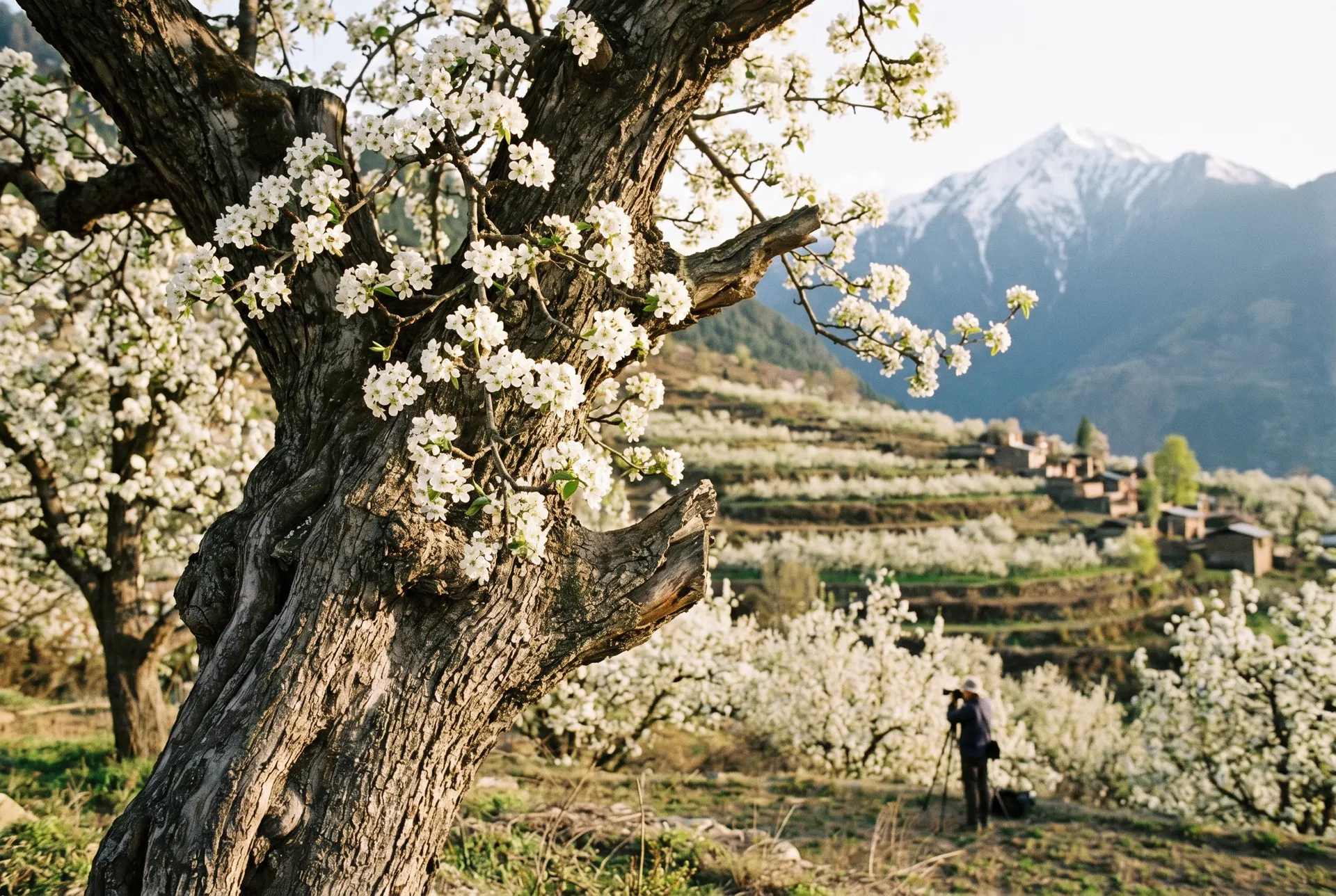 古树梨花摄影徒步