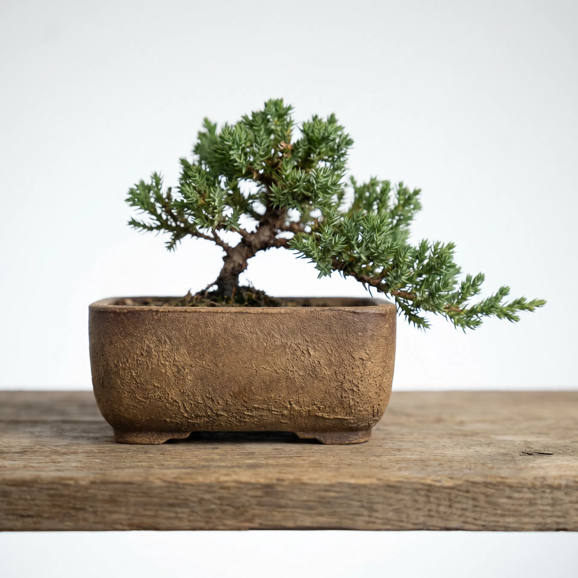 Cascade Bonsai Pot — Earthy Textured