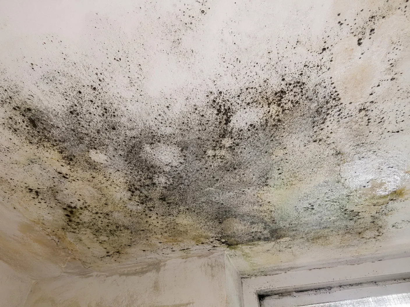 Mould & Fungus