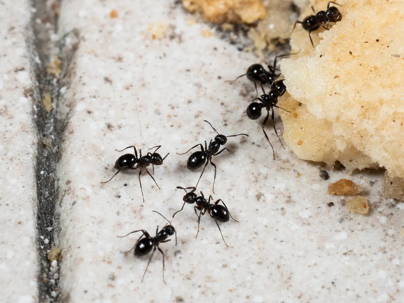 Ants