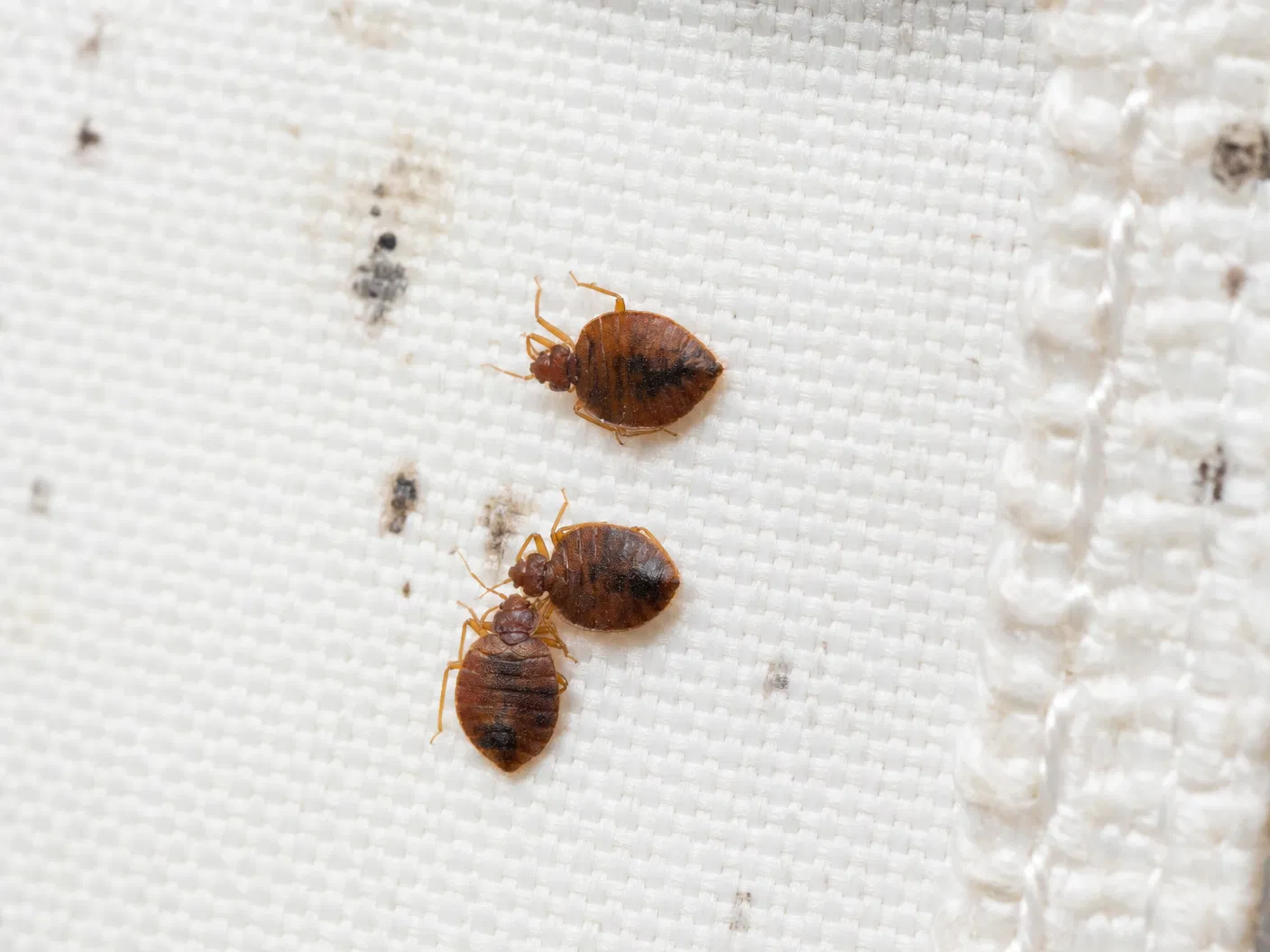 Bed Bugs
