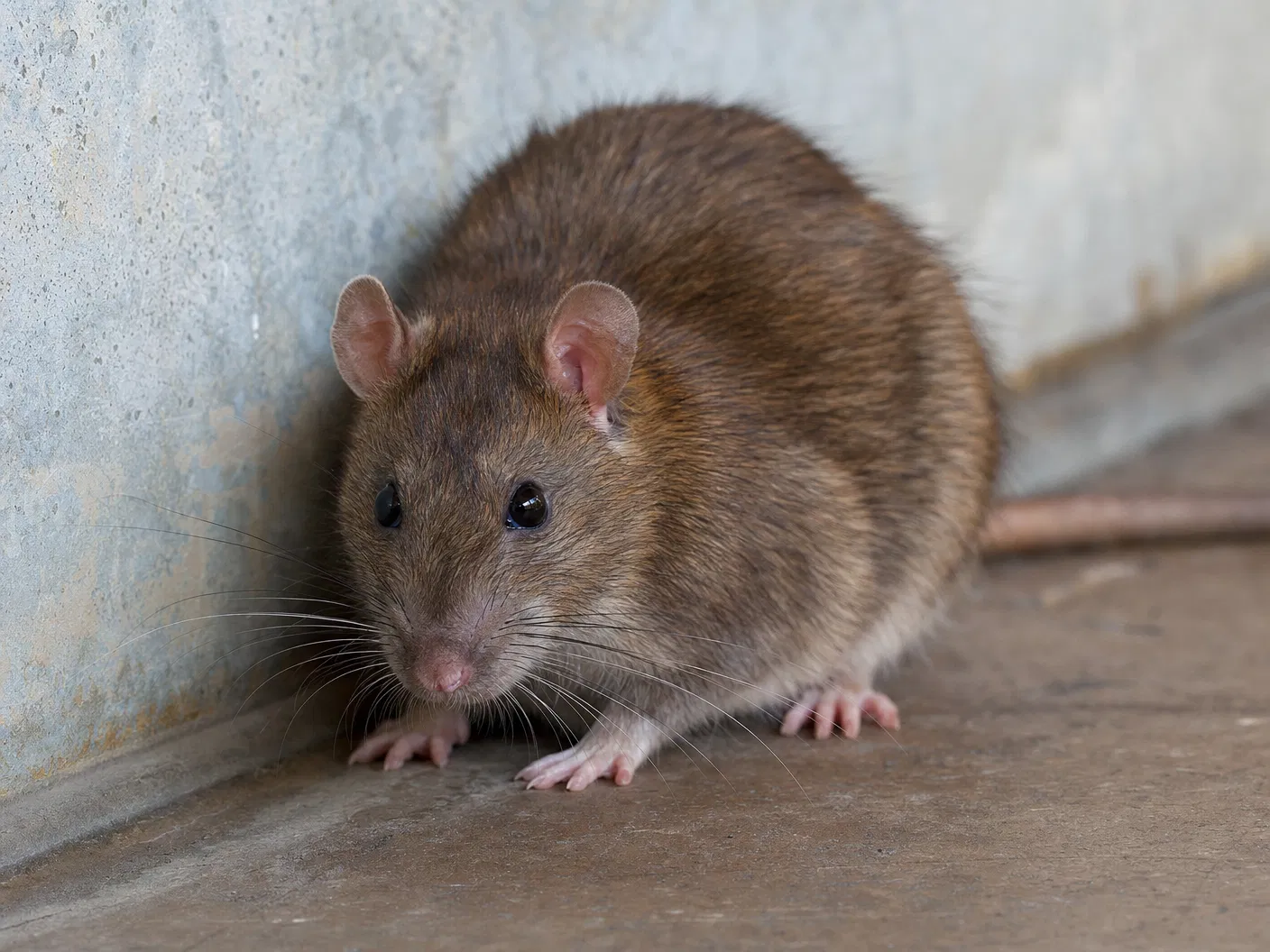 Rodent Control
