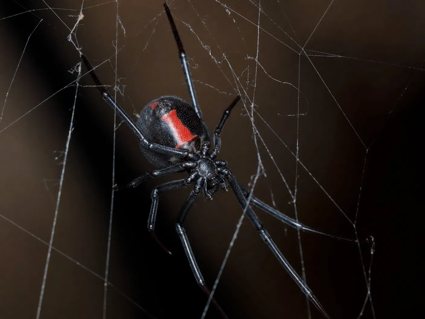 Spiders