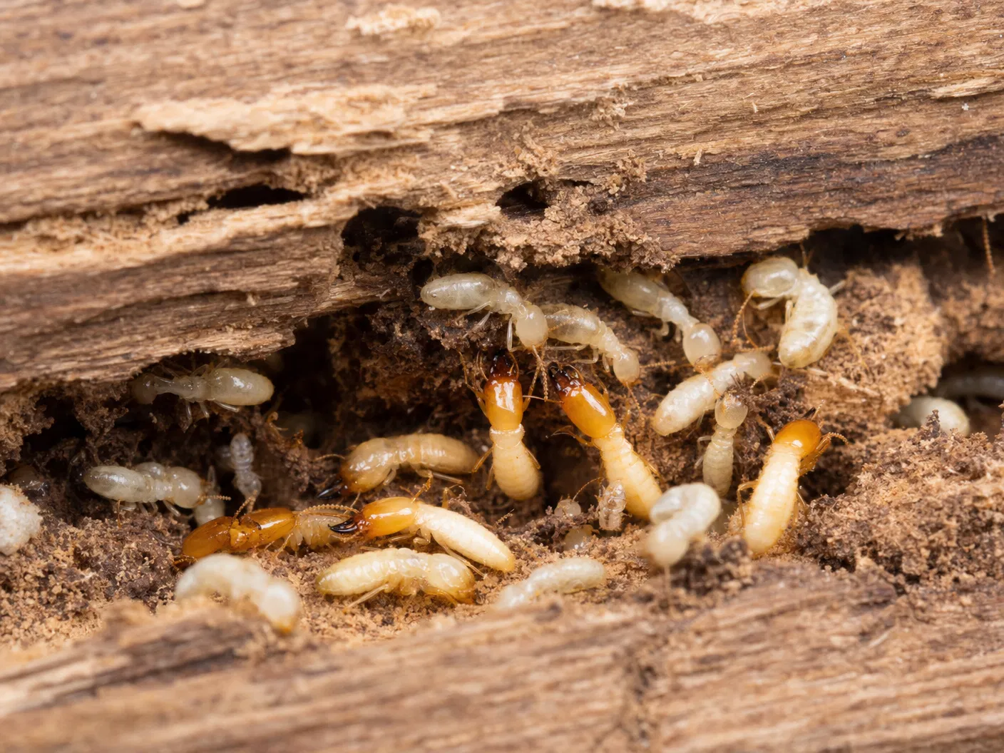 Termite Inspection & Treatment