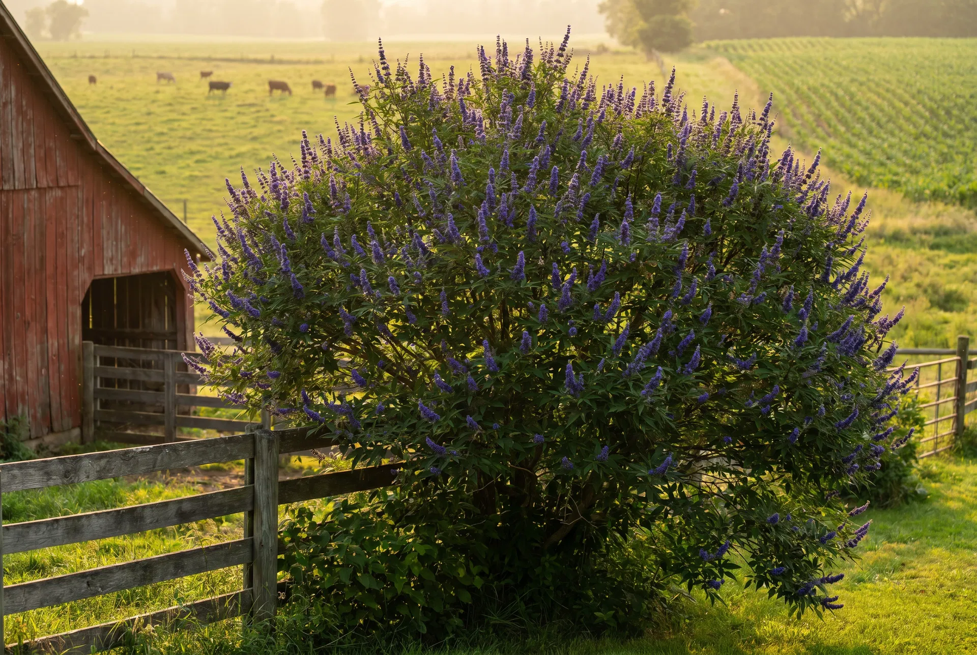 Chaste tree in full bloom on the farm
