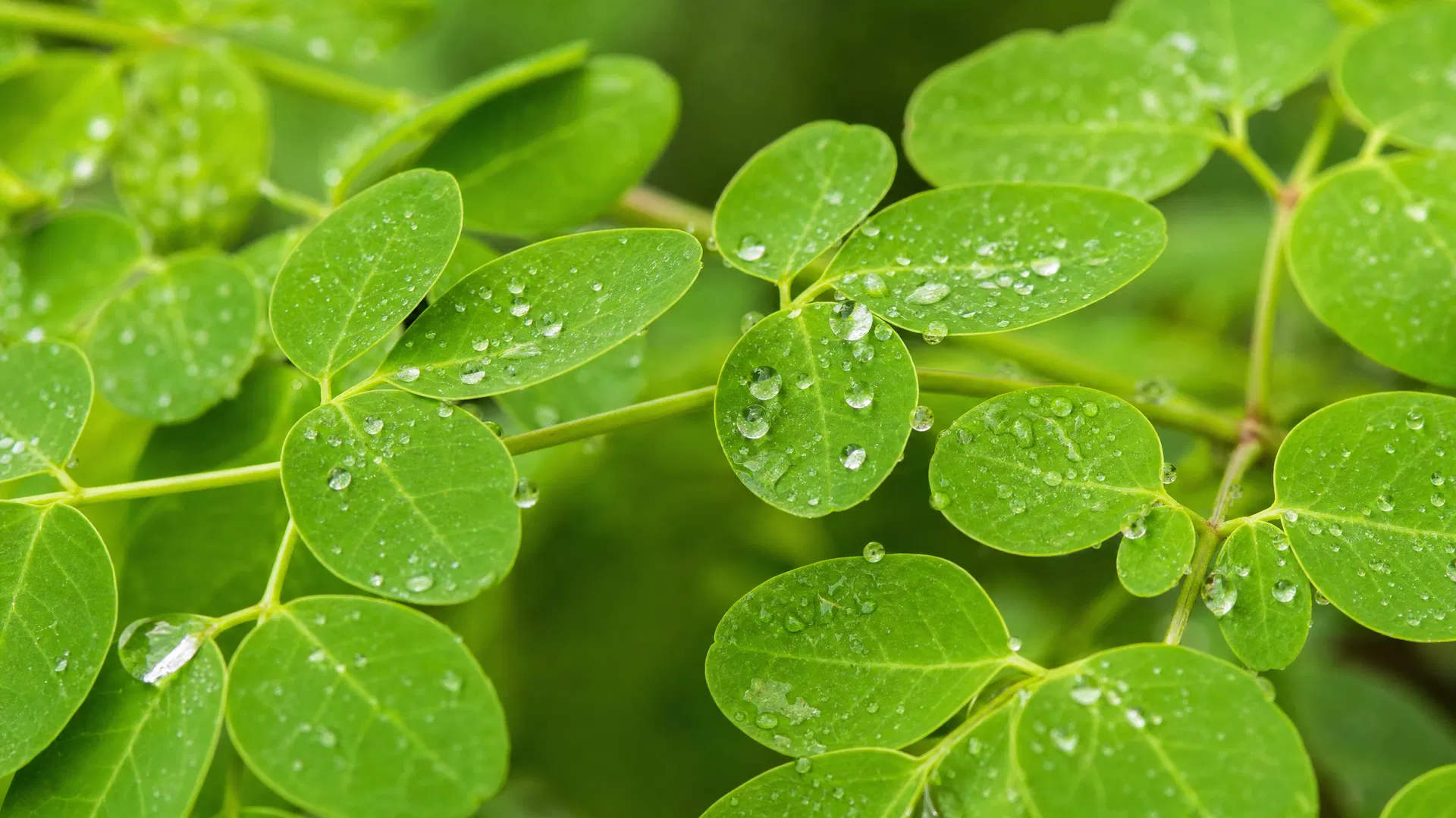 Leaves