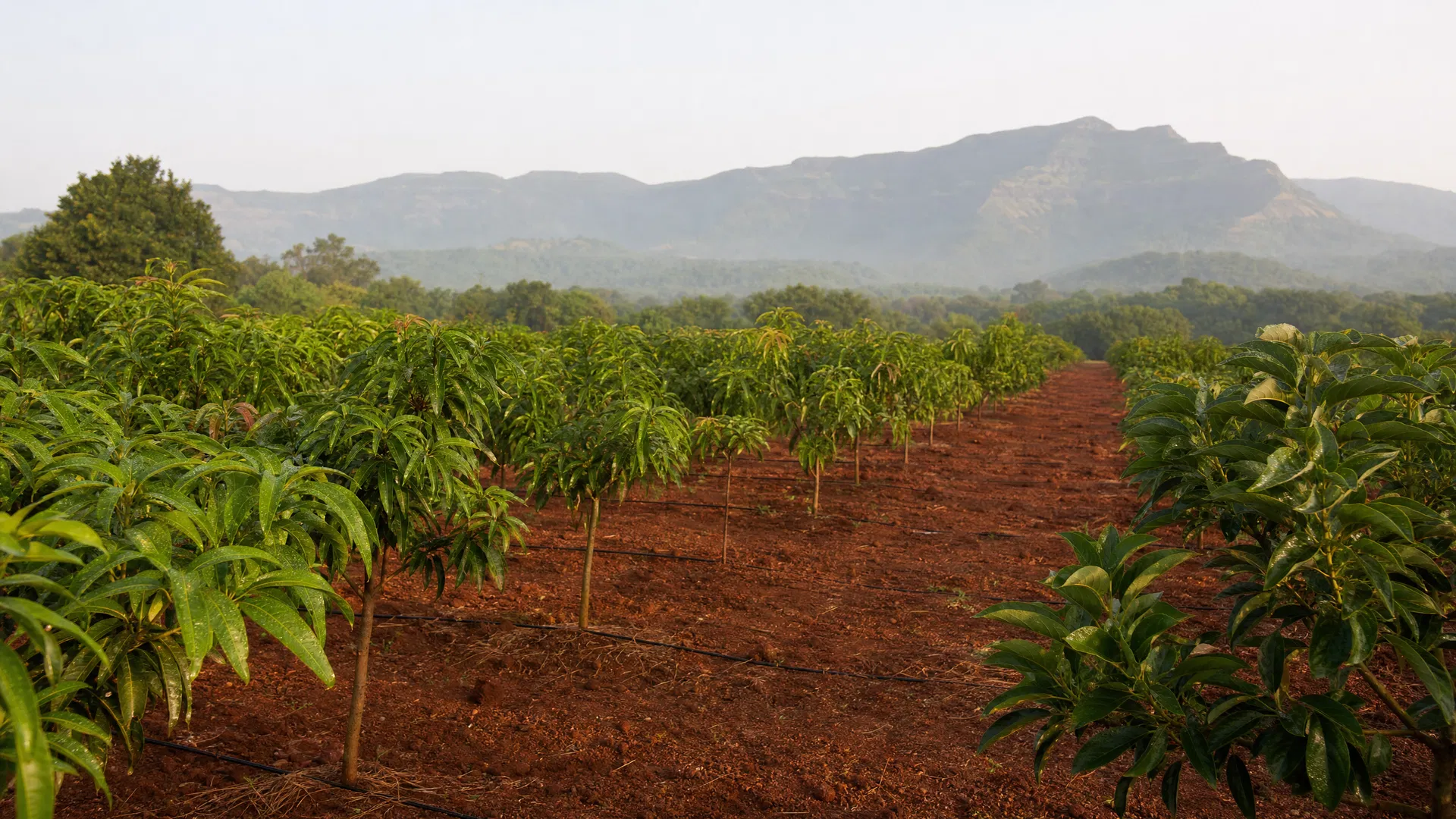 Climate-Resilient Orchards & Agroforestry